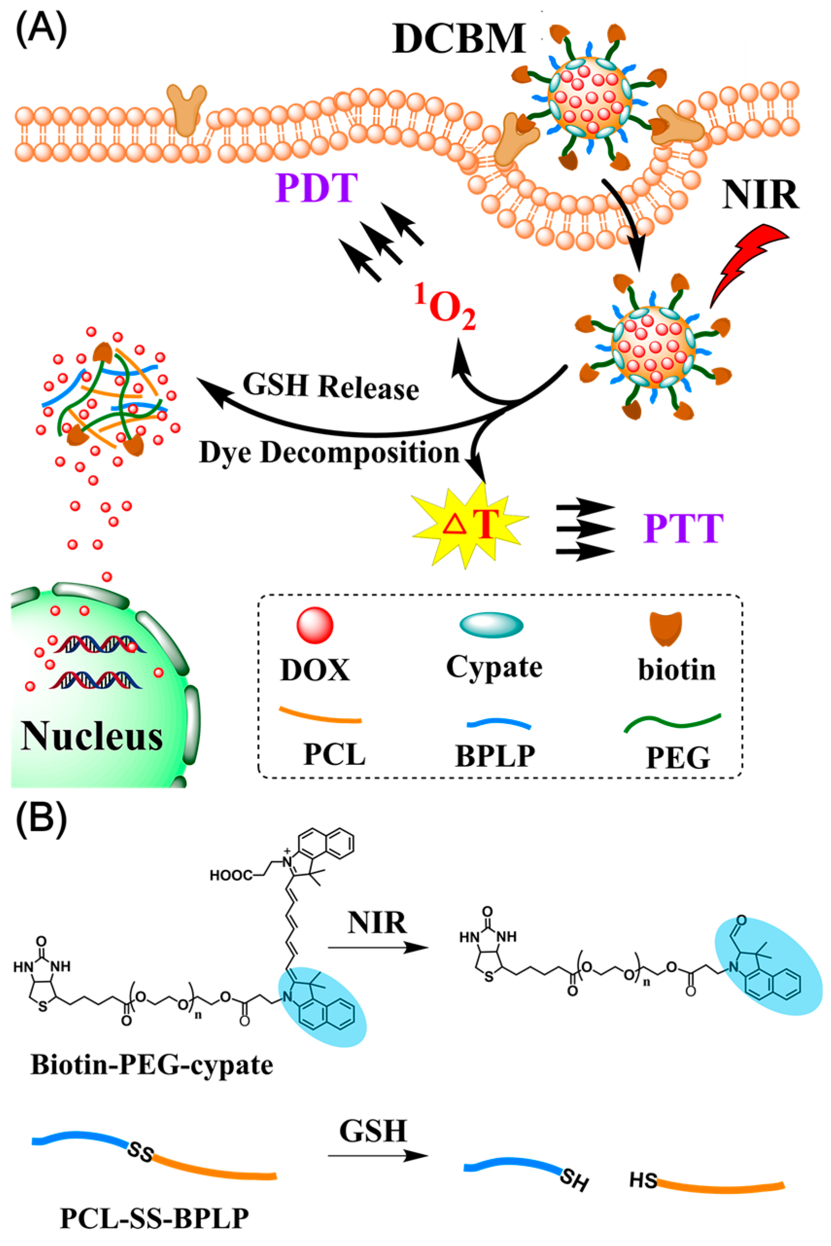 Nanomaterials Free Full Text Biodegradable Micelles For Nir Gsh Triggered Chemophototherapy Of Cancer Html