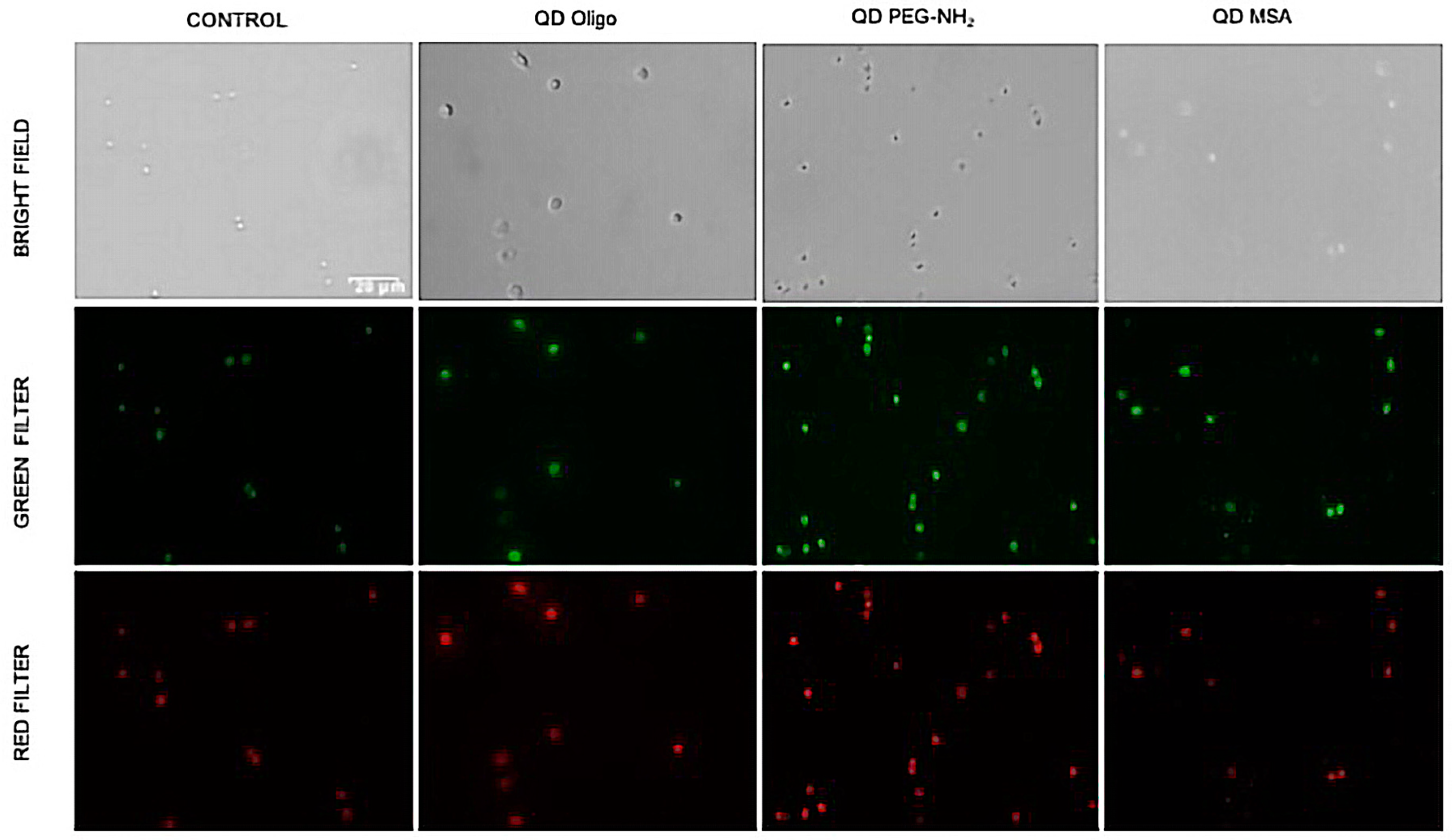 Nanomaterials 09 00135 g005