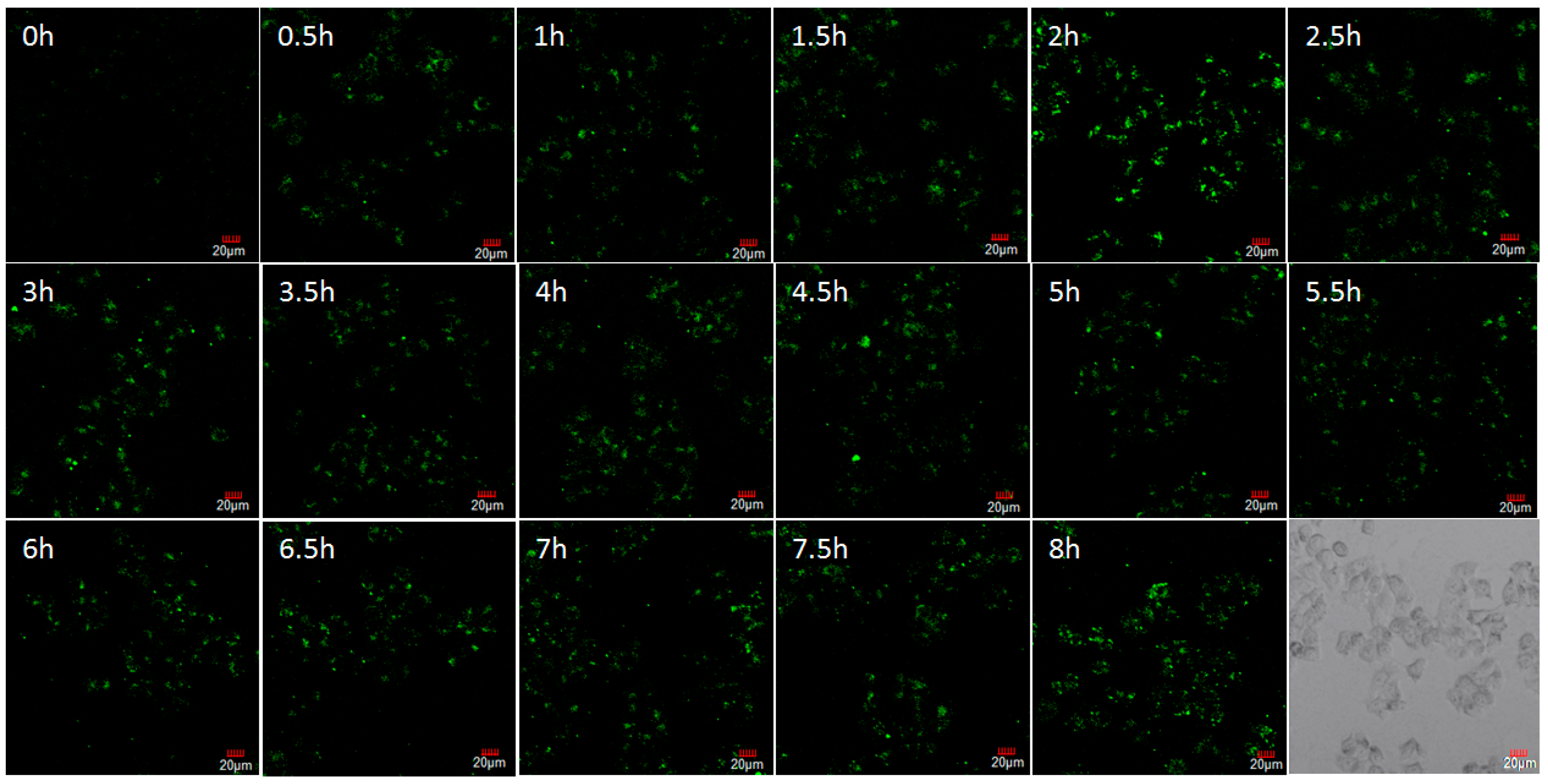 Nanomaterials 09 00154 g008