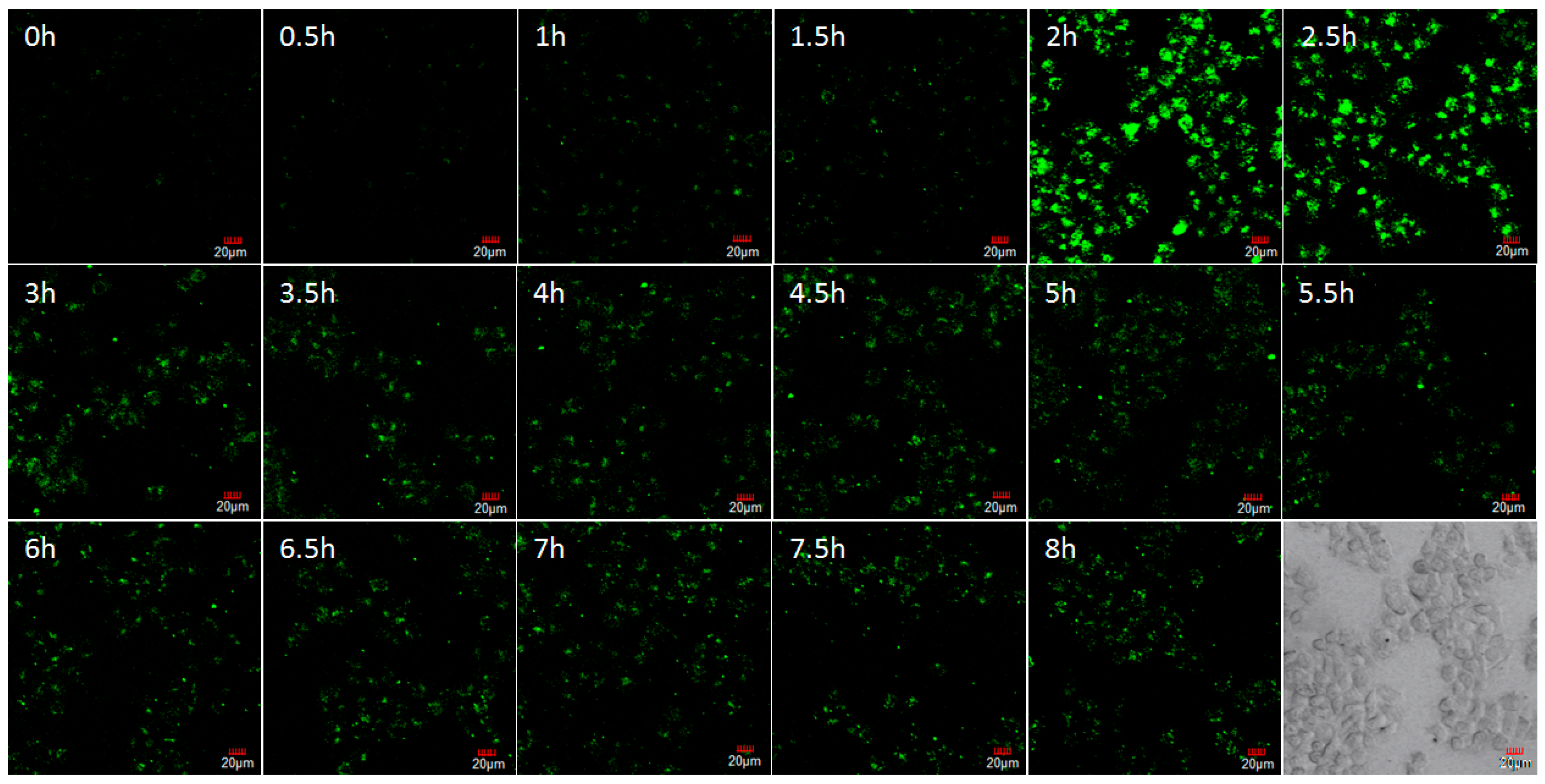 Nanomaterials 09 00154 g009