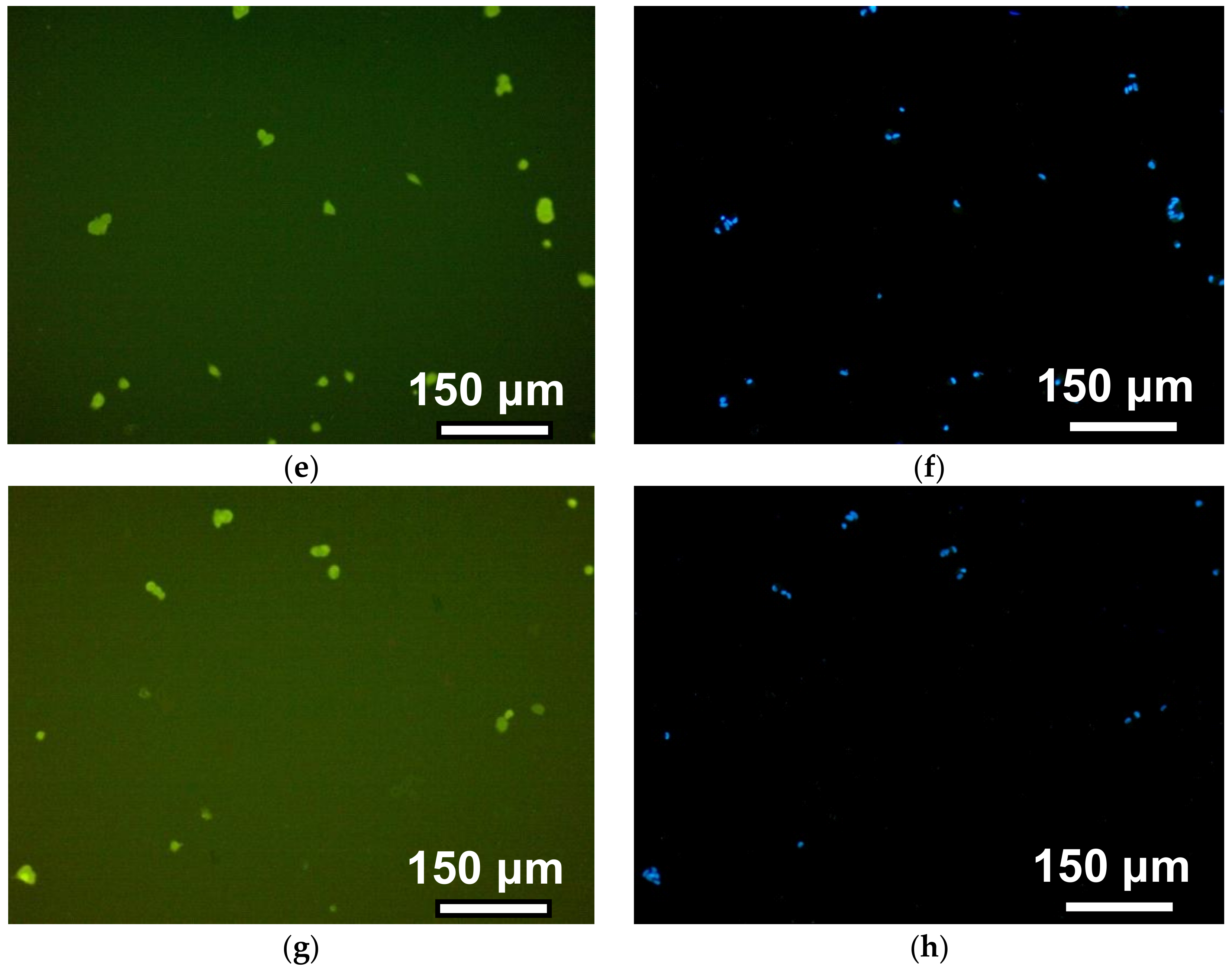 Nanomaterials 09 00232 g006b