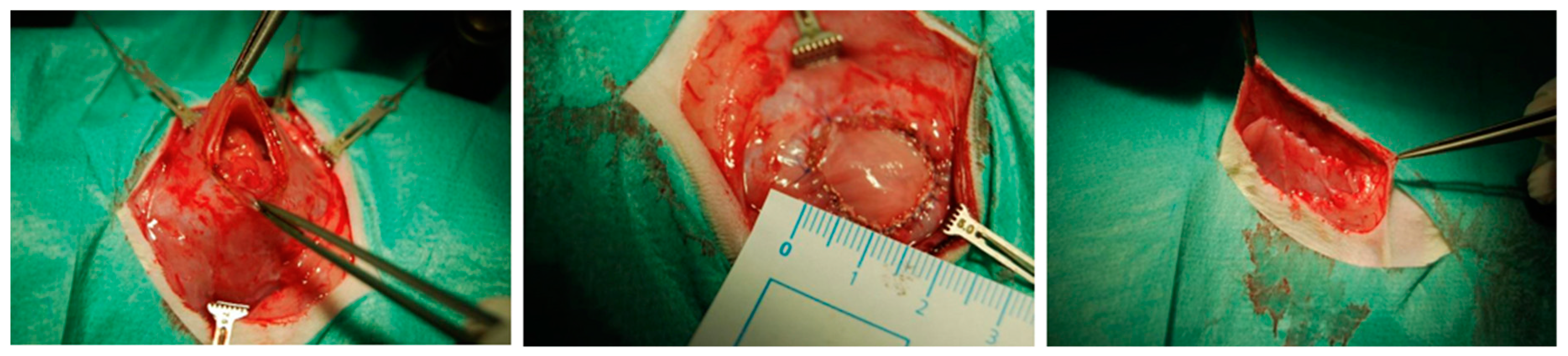 Nanomaterials 09 00236 g002 550