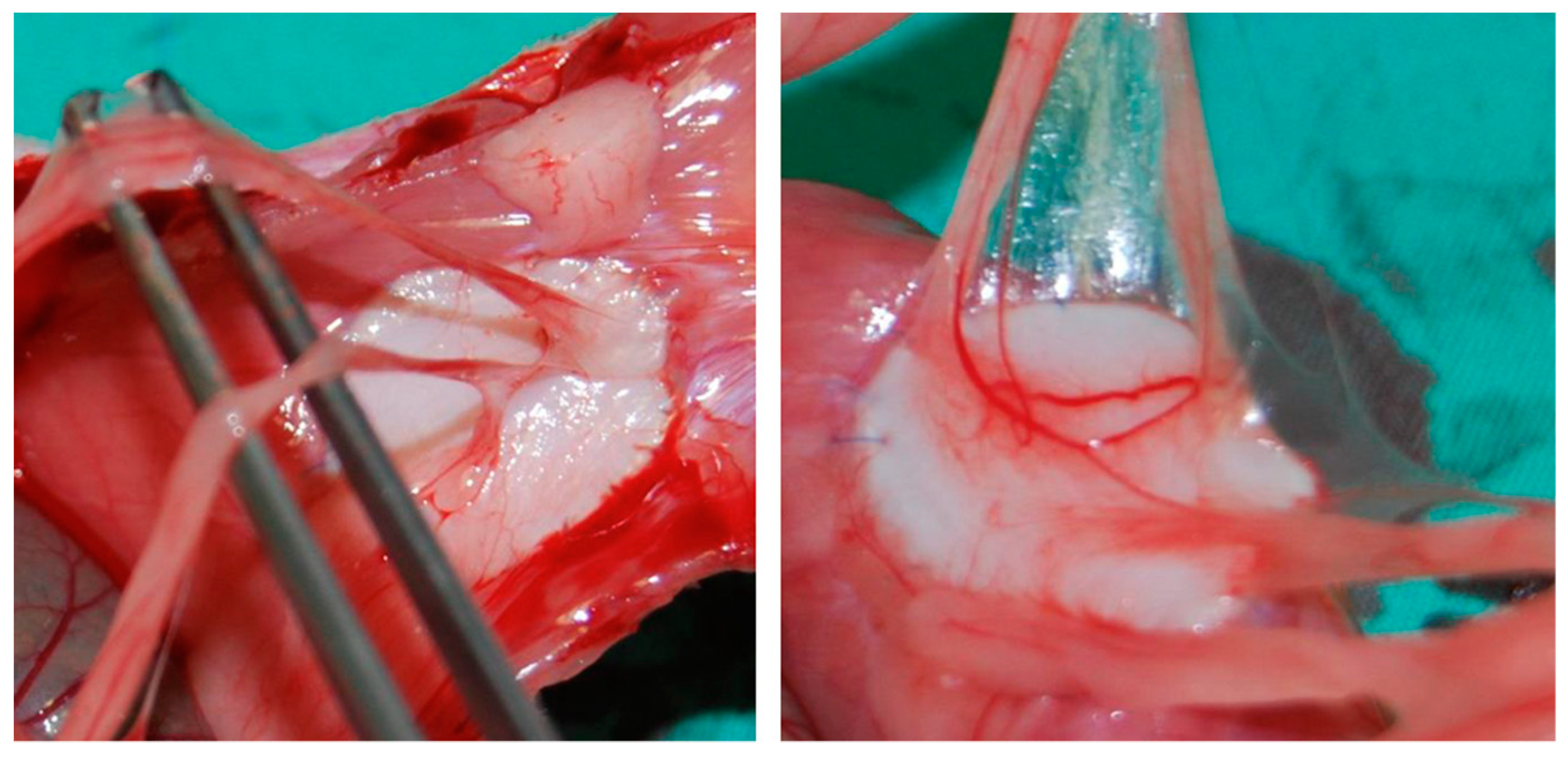 Nanomaterials 09 00236 g003 550