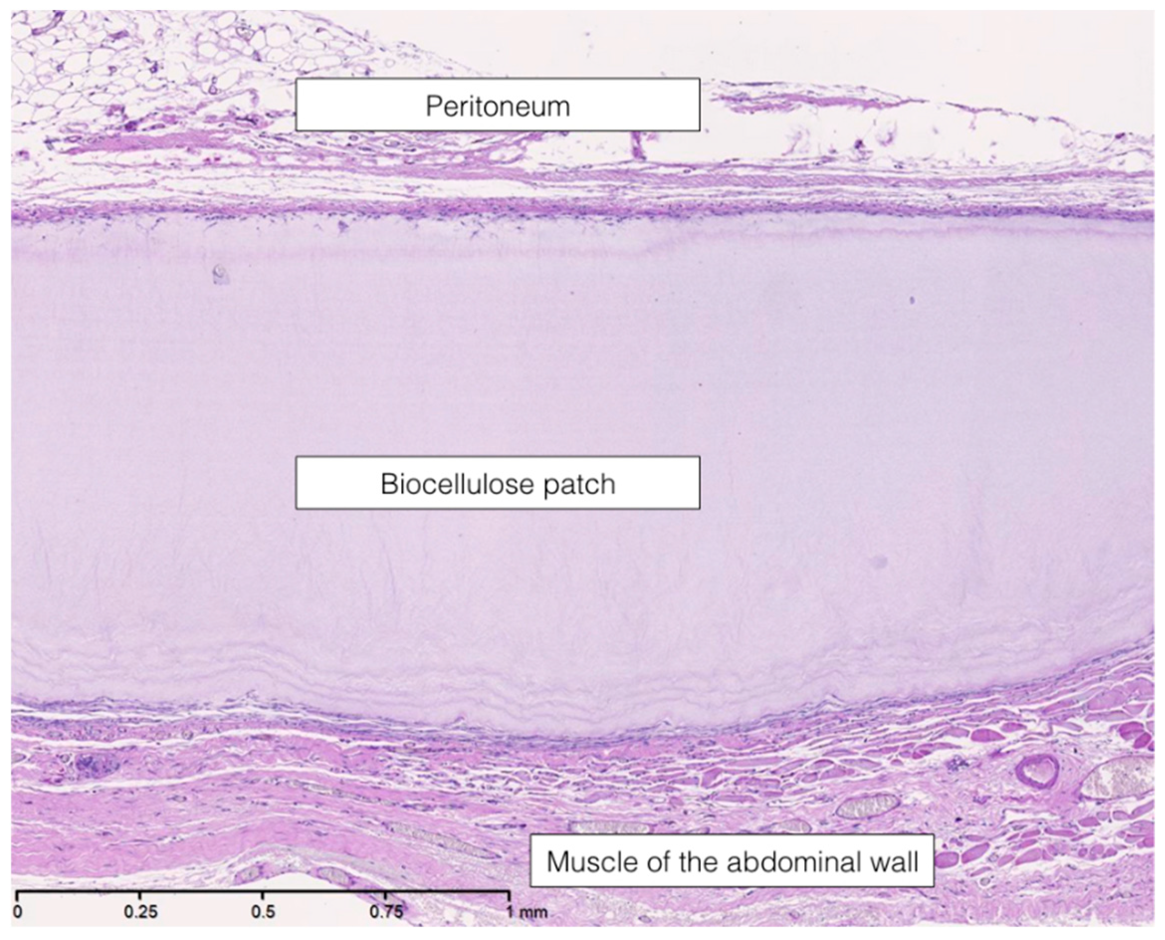 Nanomaterials 09 00236 g005 550