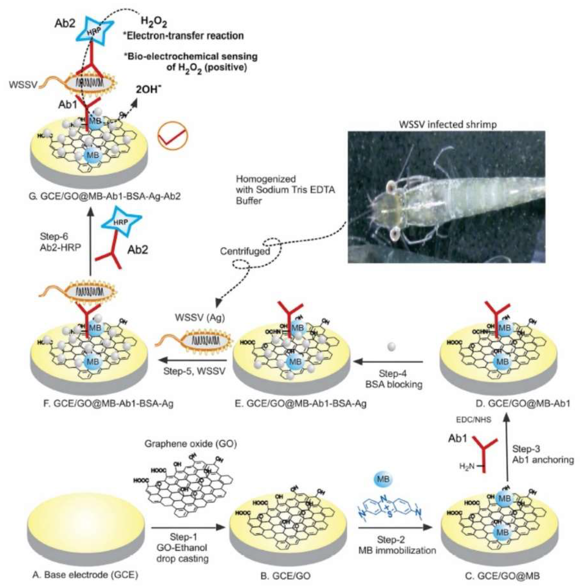Nanomaterials 09 00297 g005