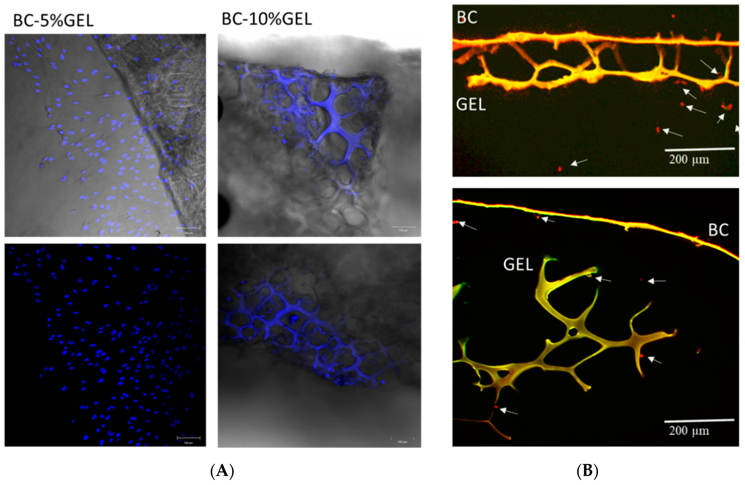 Nanomaterials 09 00303 g008