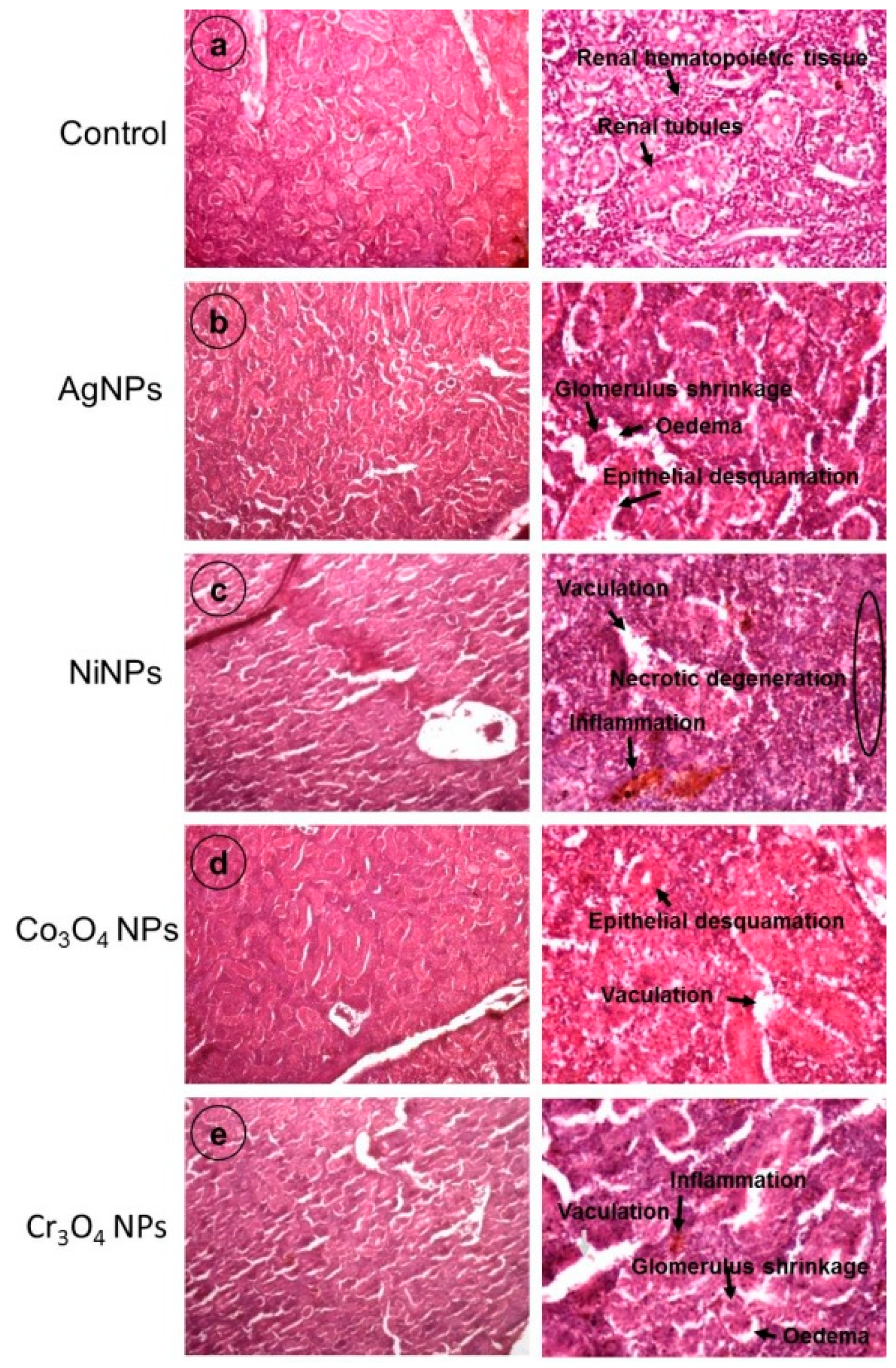 Nanomaterials 09 00309 g010