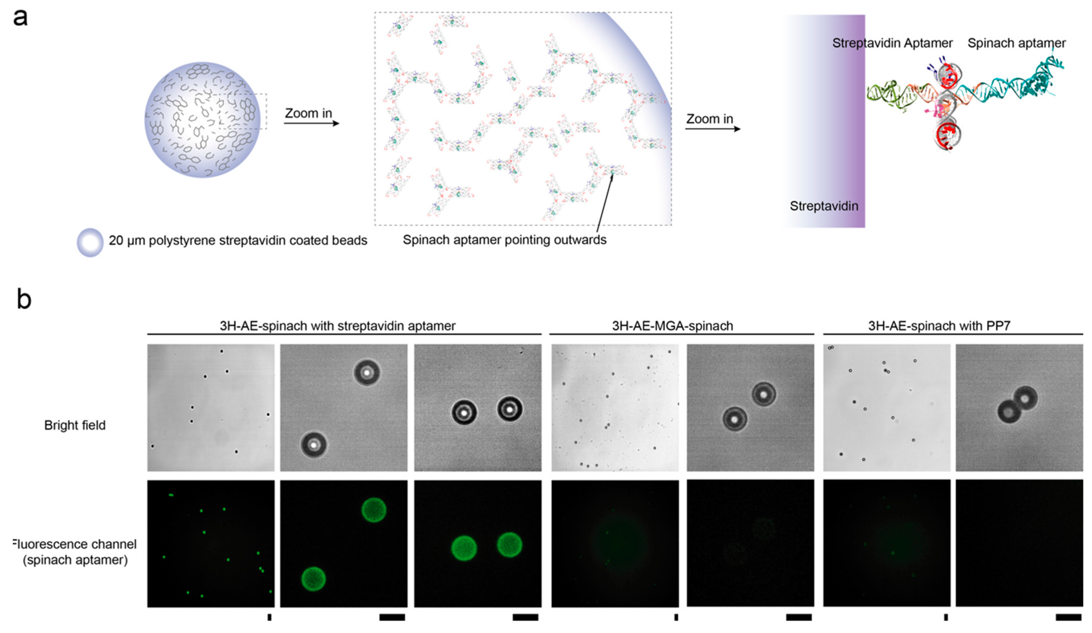 Nanomaterials 09 00507 g006