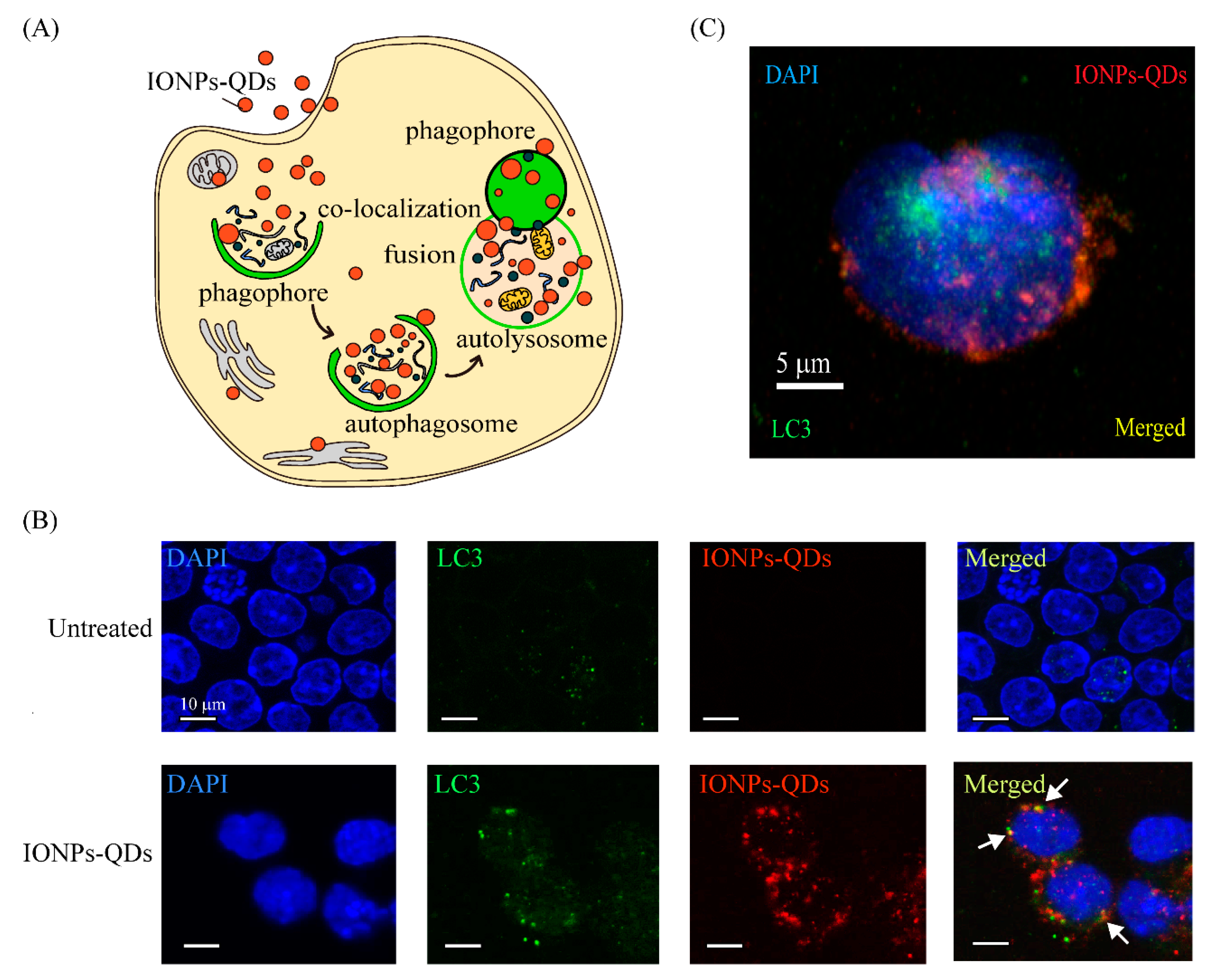 Nanomaterials 09 00551 g004 Nanomaterials 09 00551 g004
