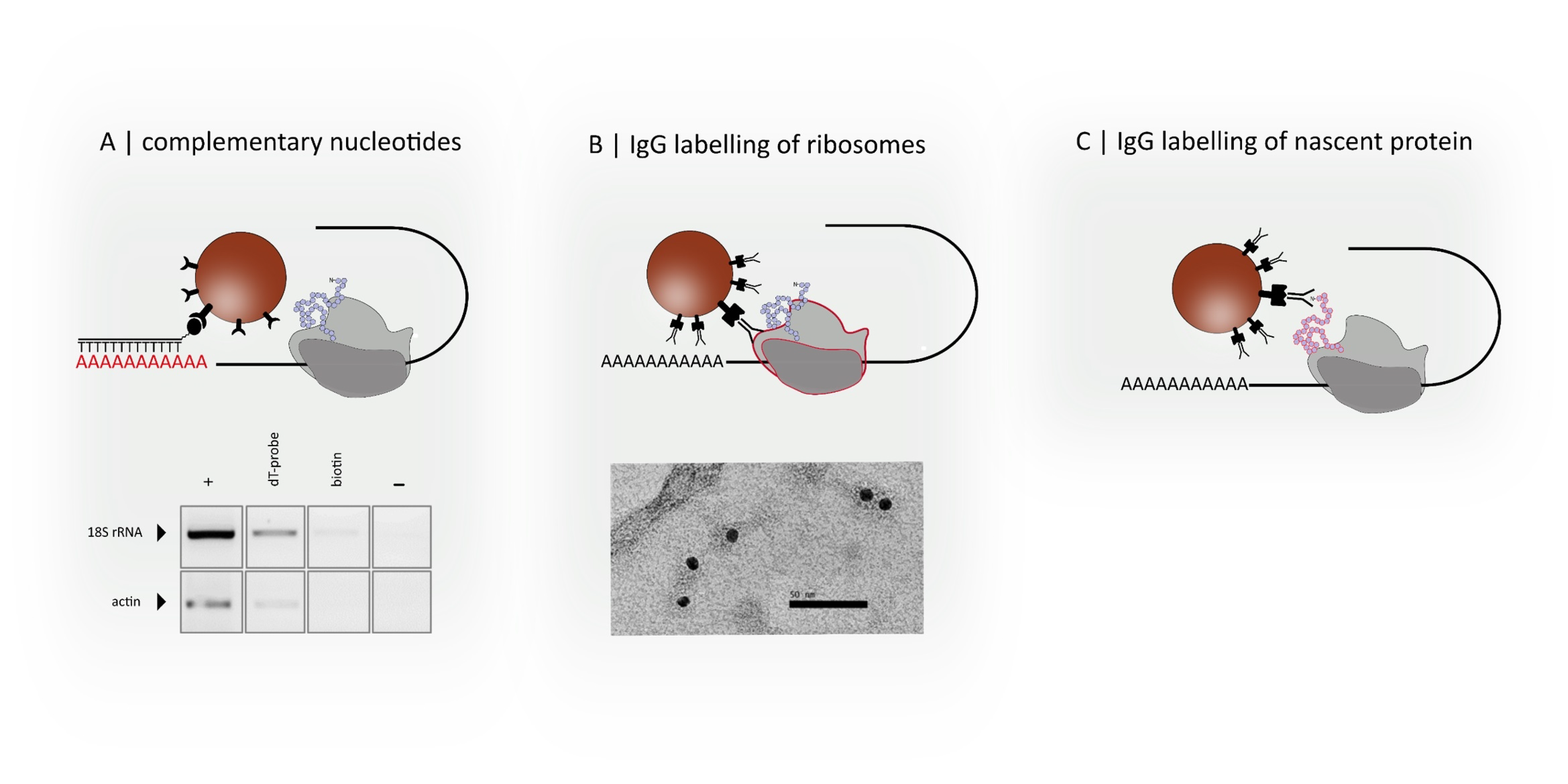 Nanomaterials 09 00585 g002 550