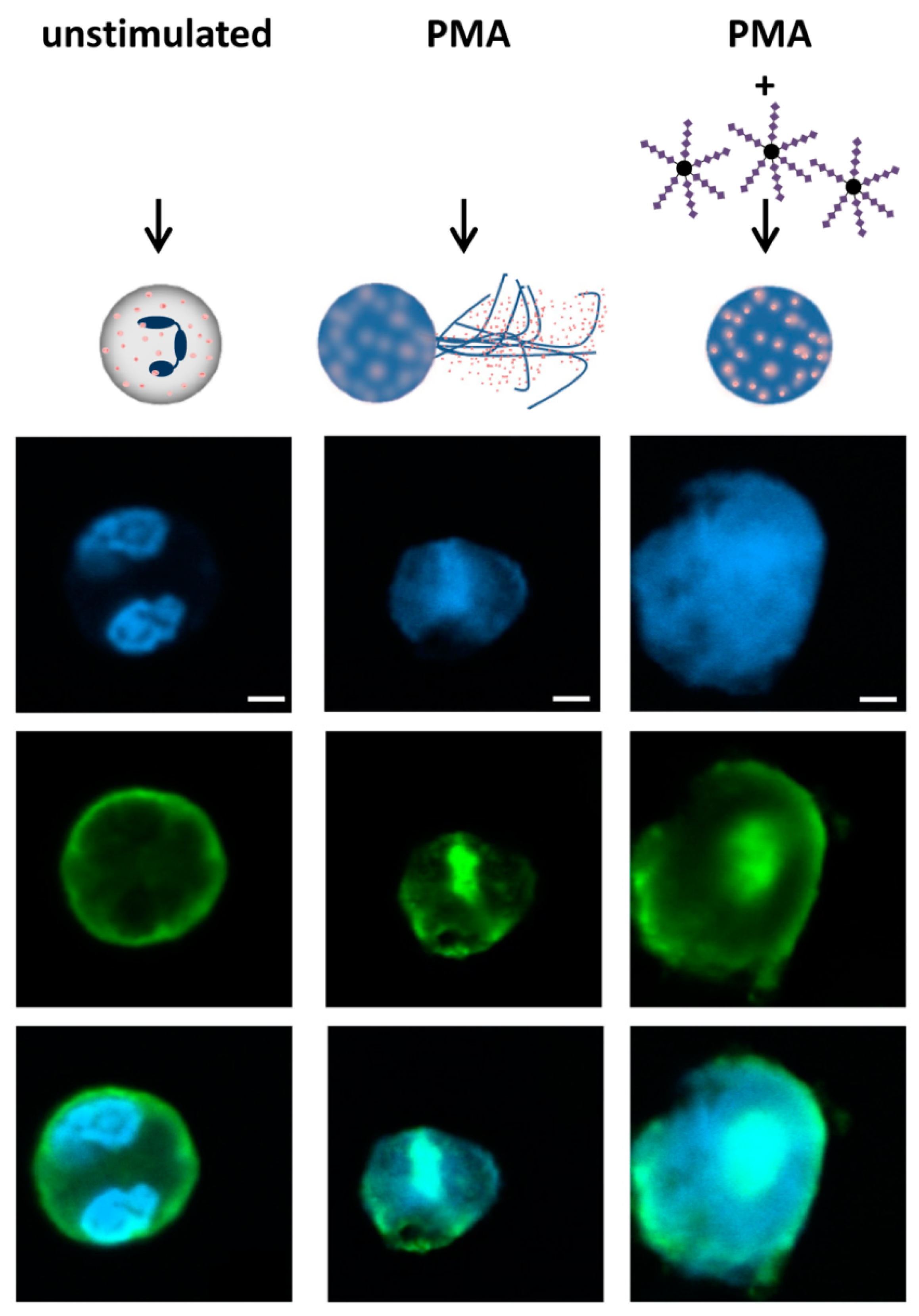 Nanomaterials 09 00610 g003