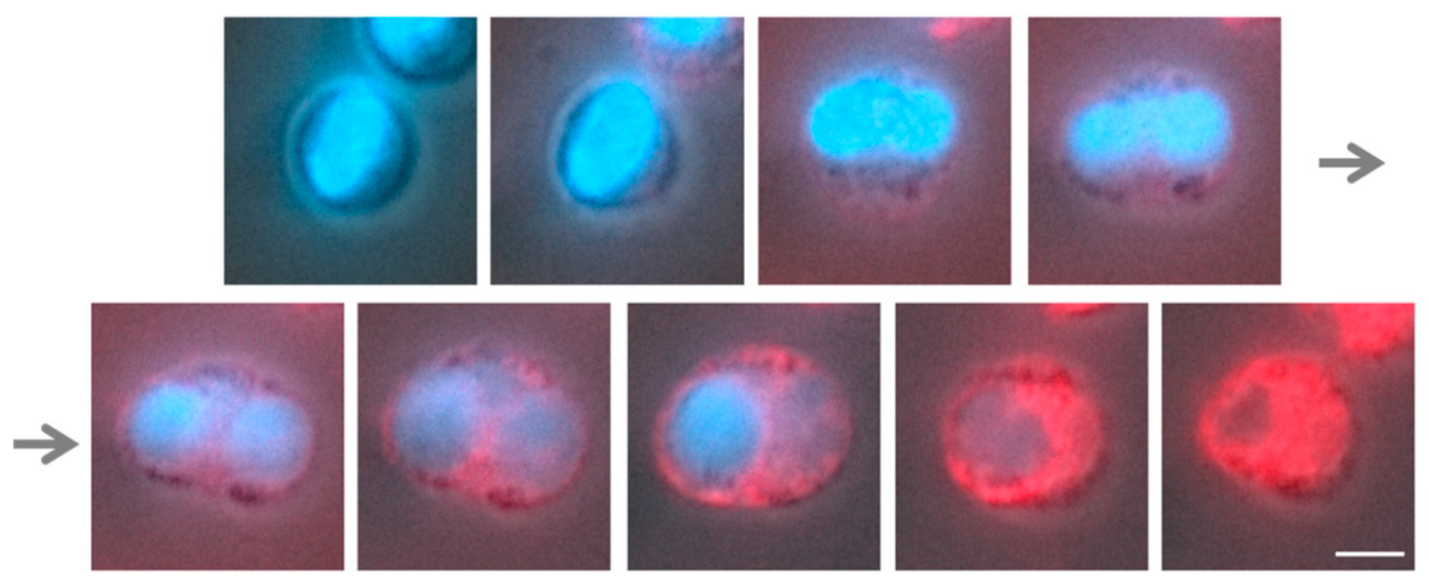 Nanomaterials 09 00610 g007