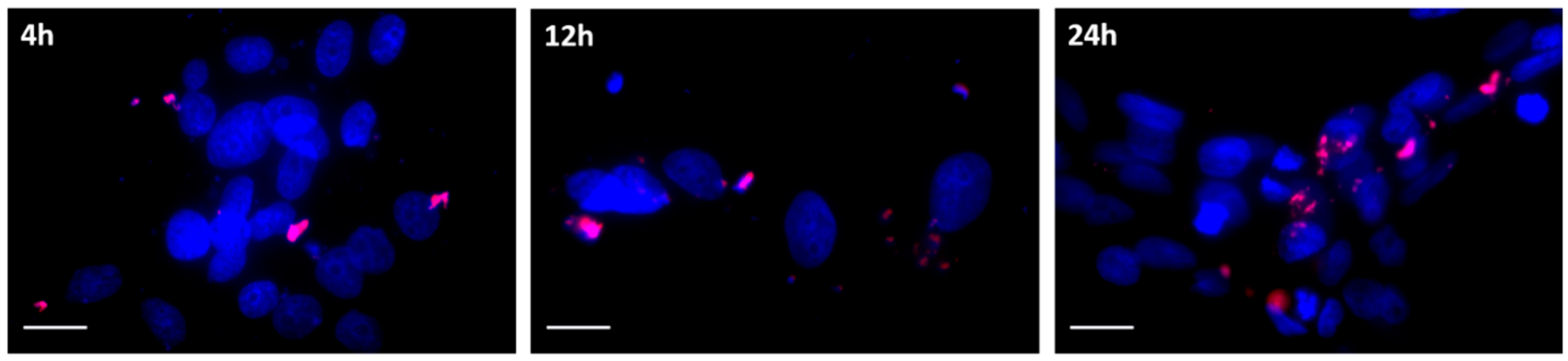 Nanomaterials 09 00631 g007 Nanomaterials 09 00631 g007