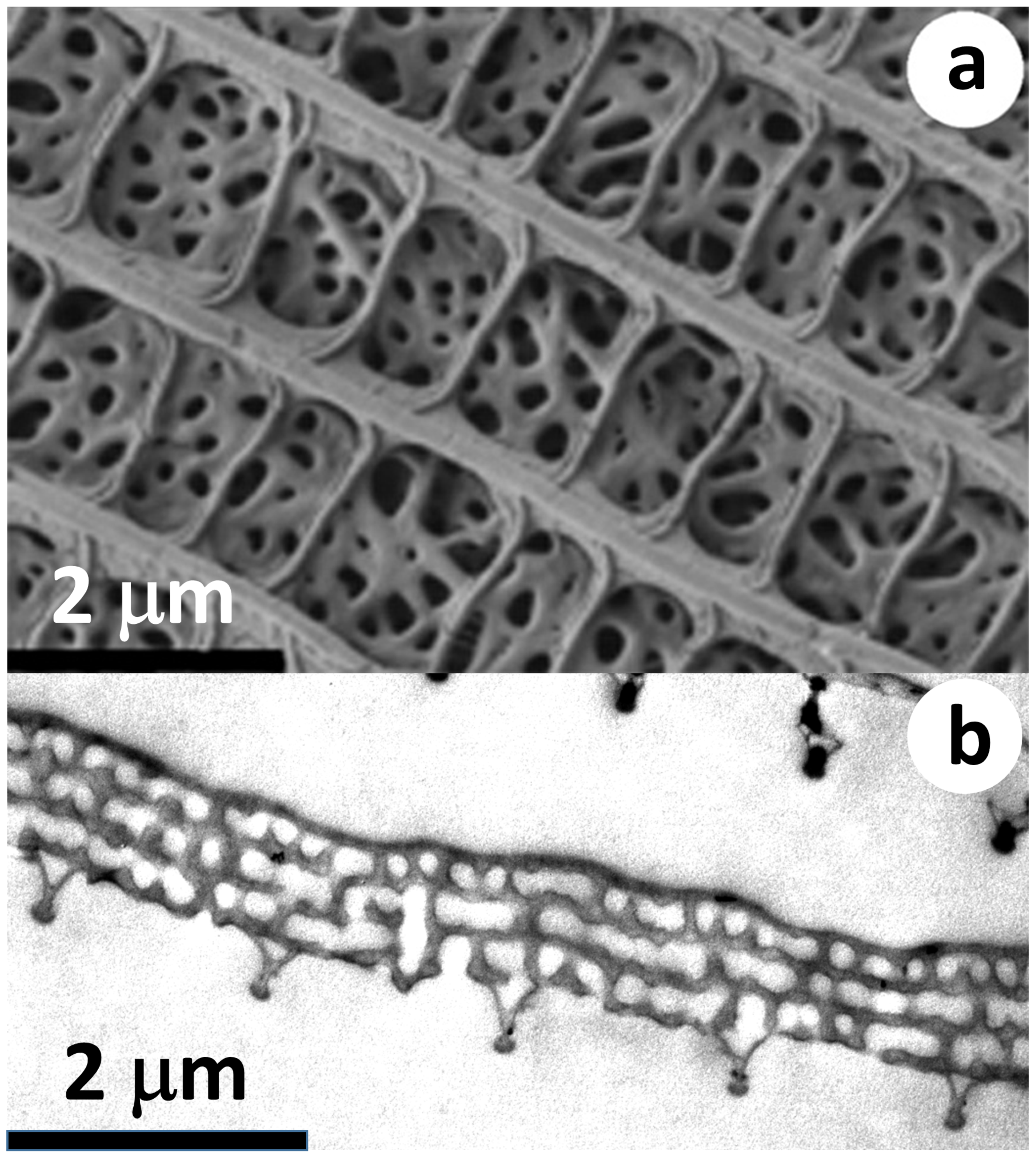 Nanomaterials 09 00759 g001 Nanomaterials 09 00759 g001