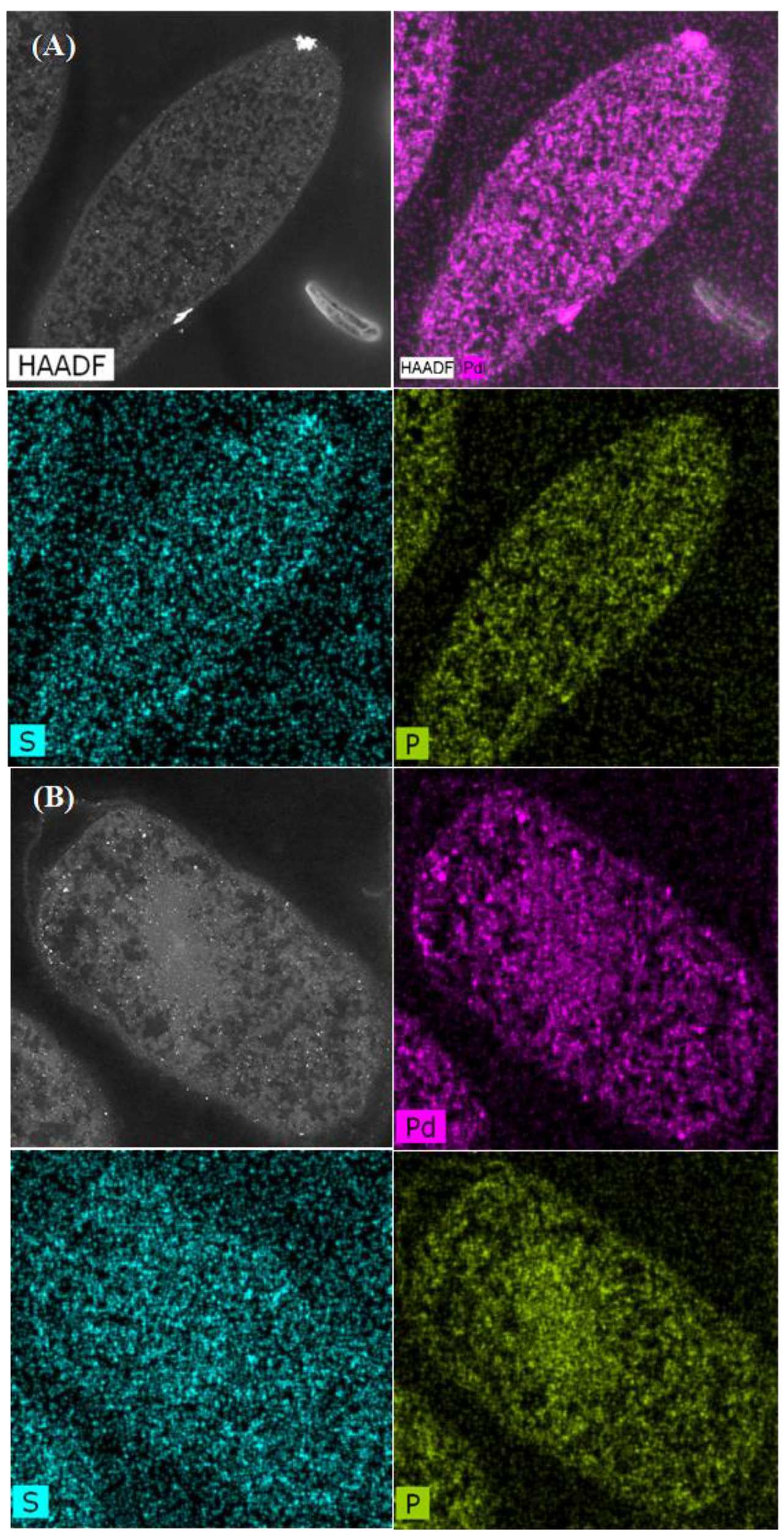 Nanomaterials 09 00857 g003 Nanomaterials 09 00857 g003