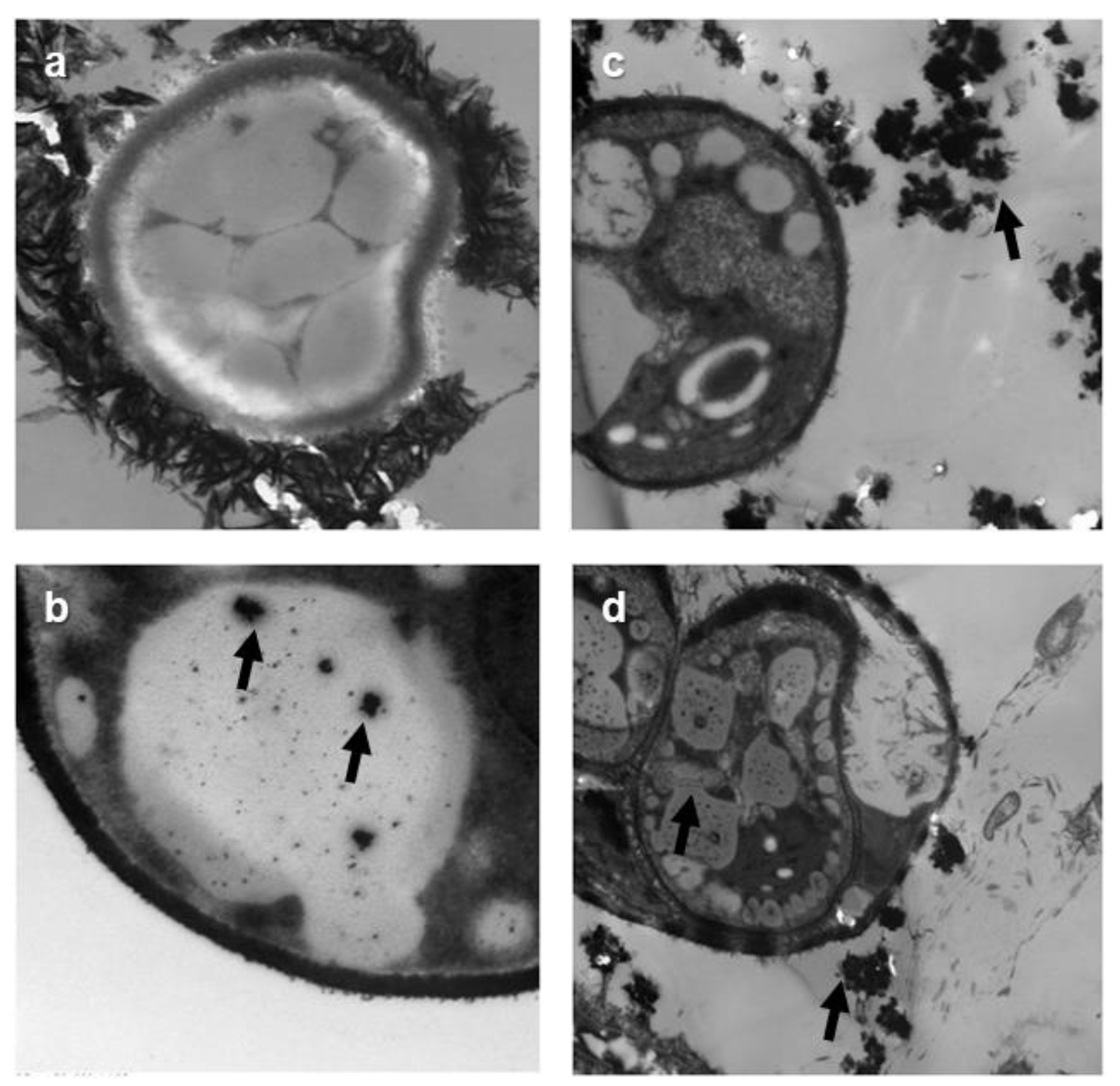 Nanomaterials 09 00914 g006 Nanomaterials 09 00914 g006