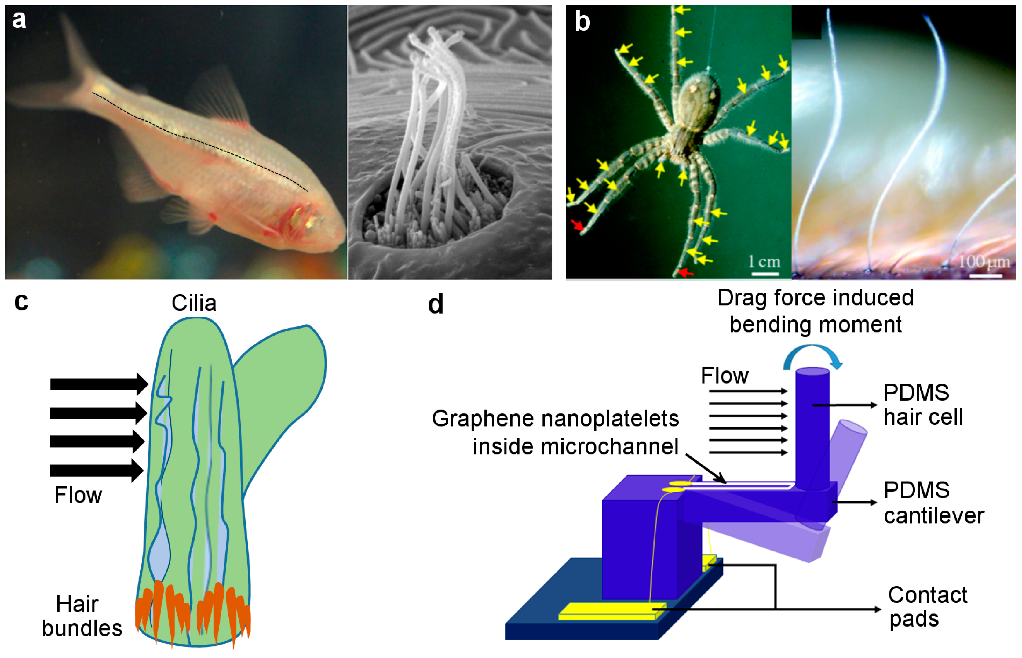 Nanomaterials 09 00954 g001