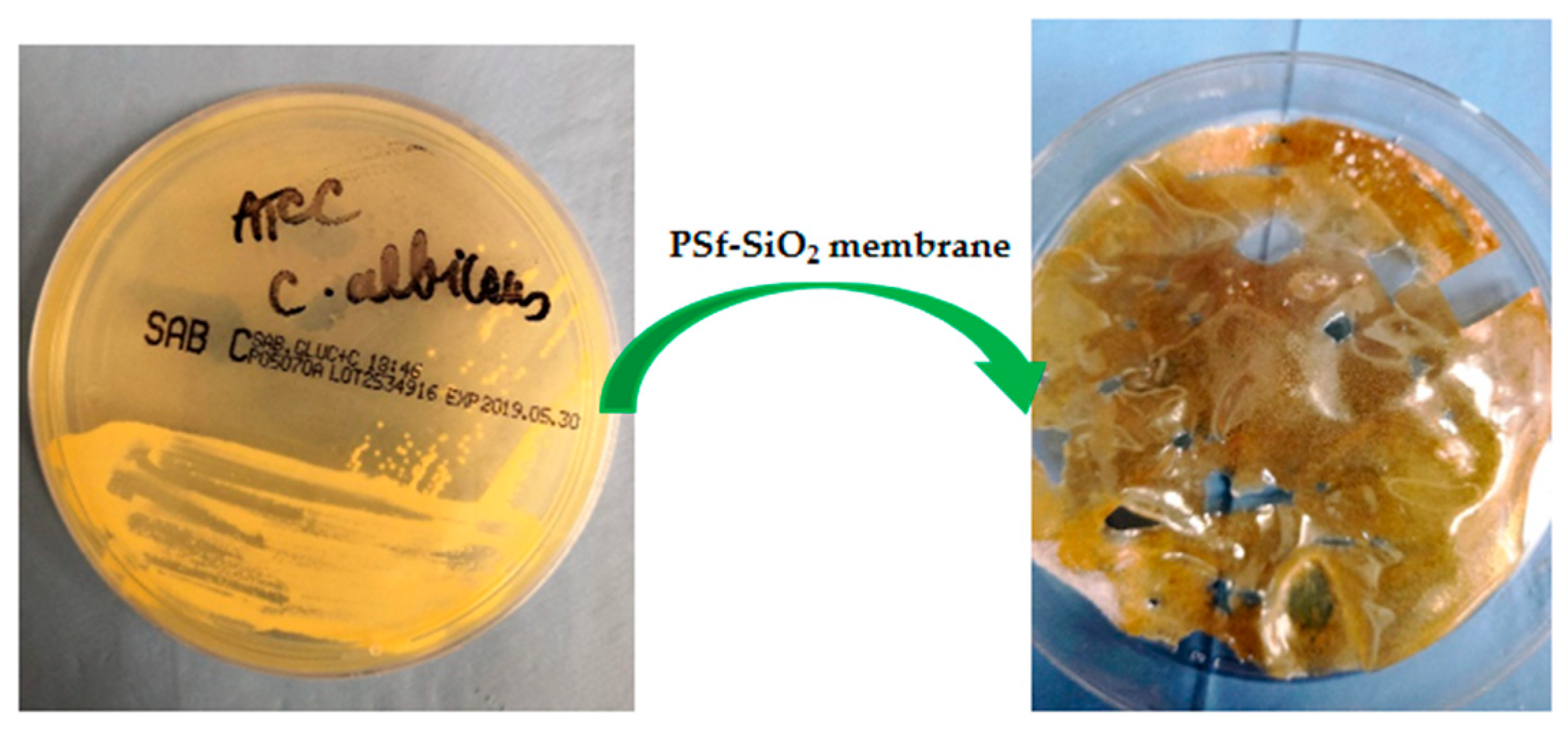 Nanomaterials 09 00985 g011