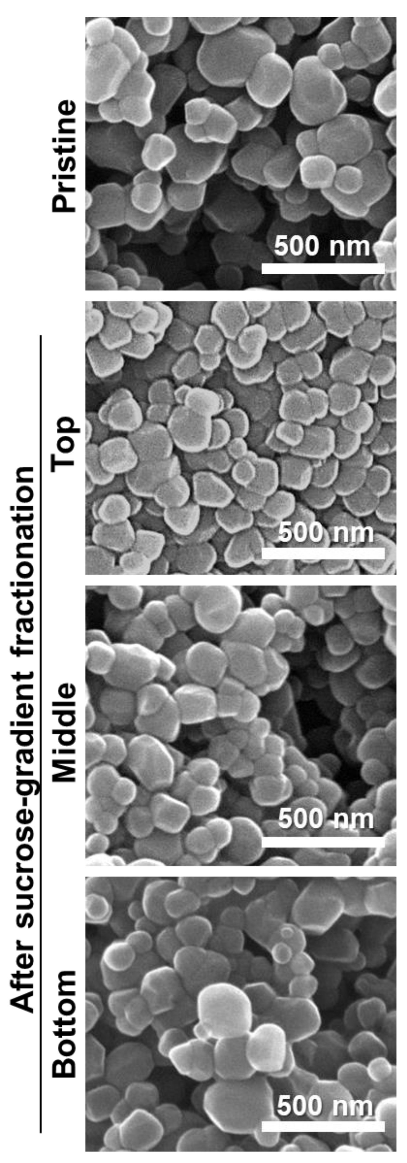 Nanomaterials 09 01175 g005