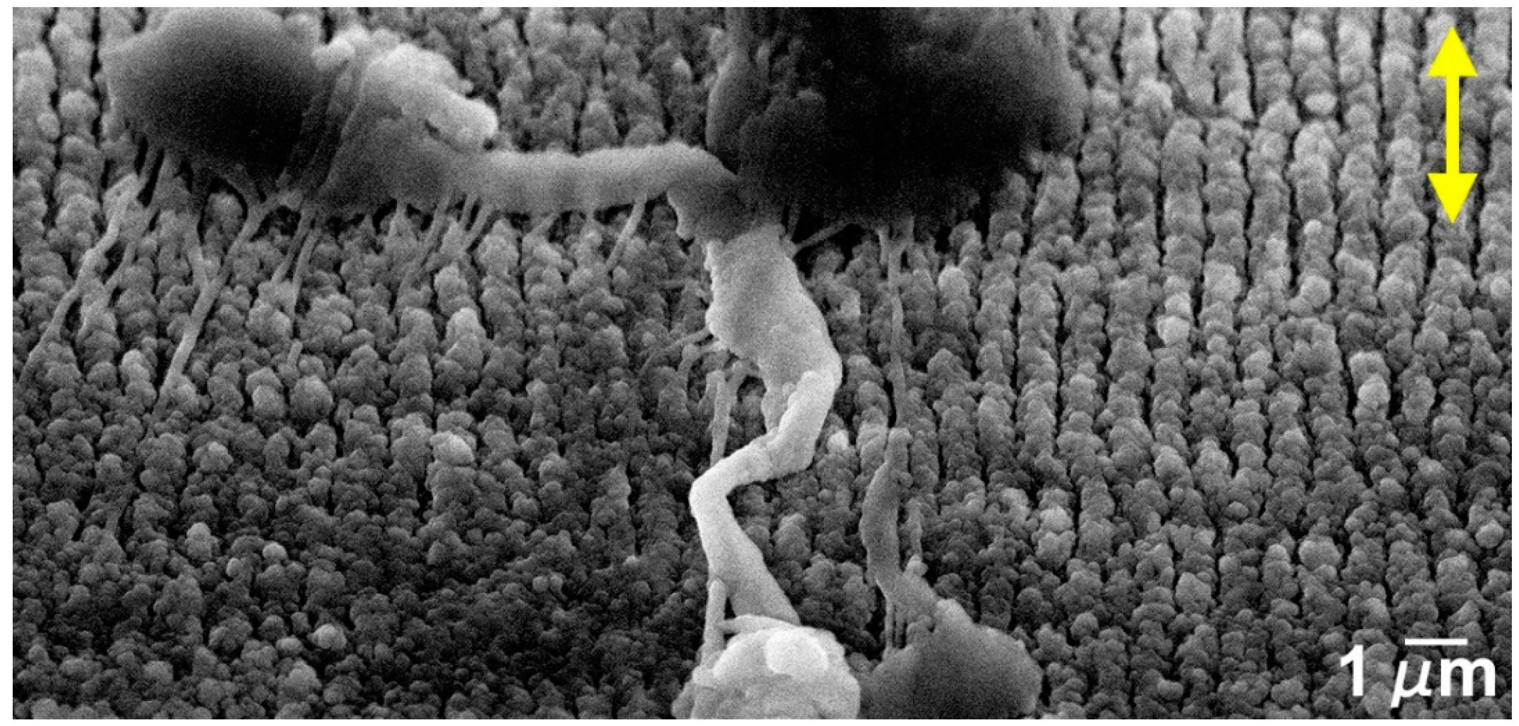 Nanomaterials 09 01237 g013 Nanomaterials 09 01237 g013