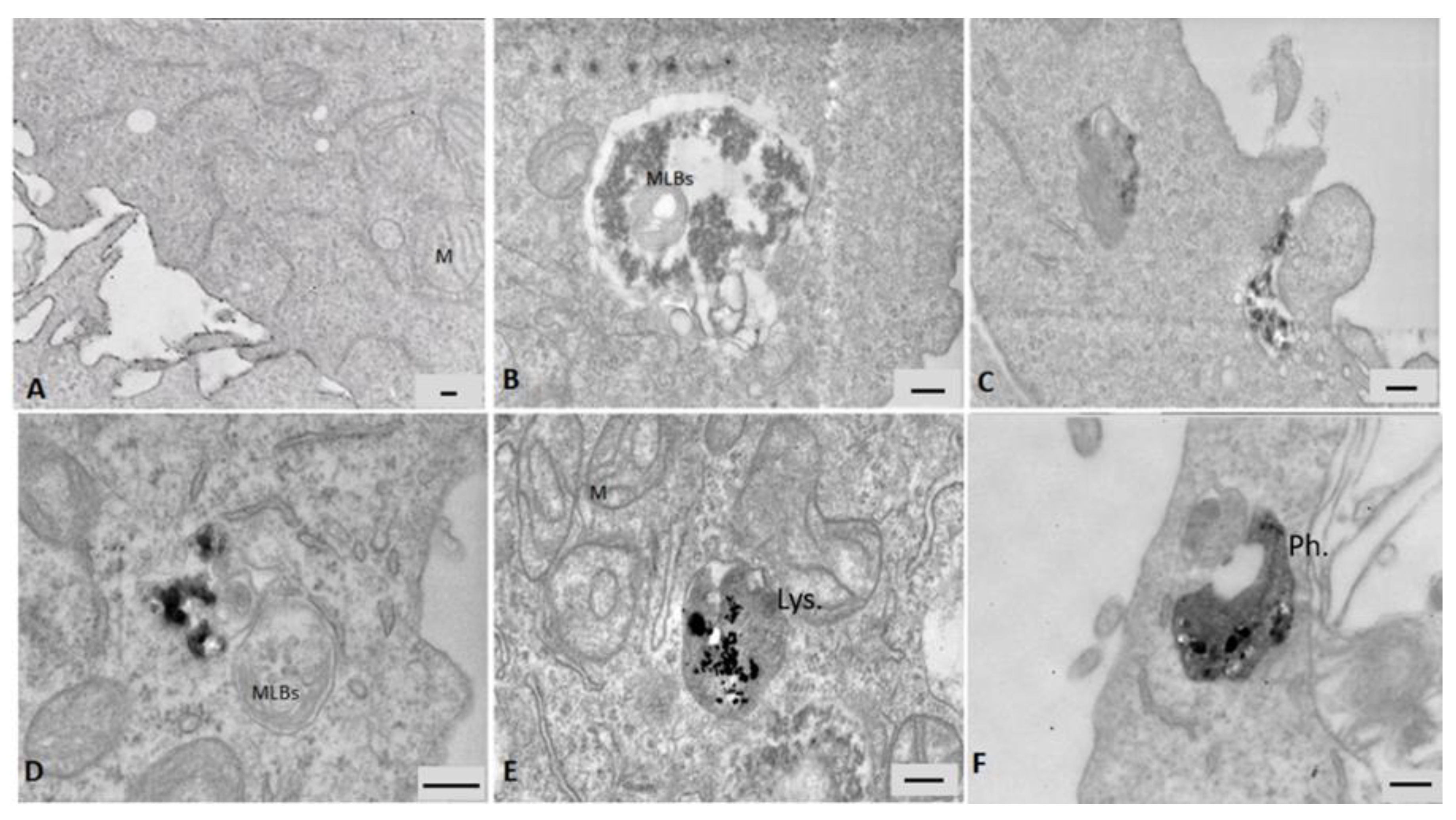 Nanomaterials 09 01302 g006