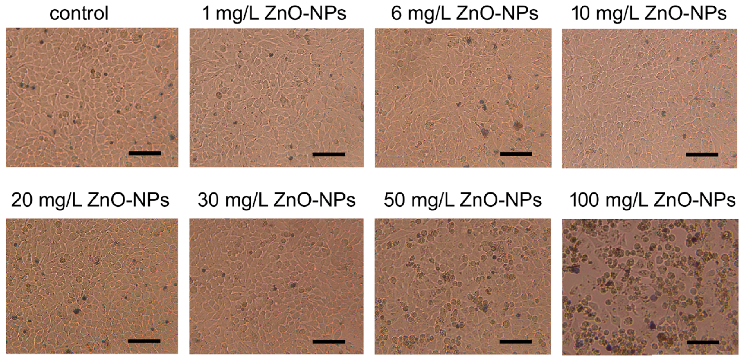 Nanomaterials 09 01318 g003