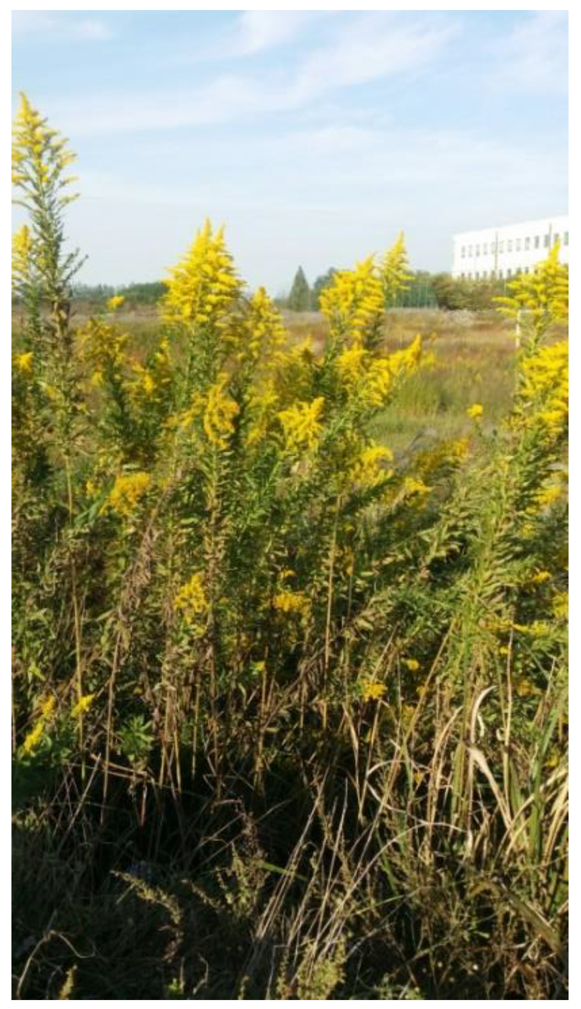 Nanomaterials 09 01358 g001