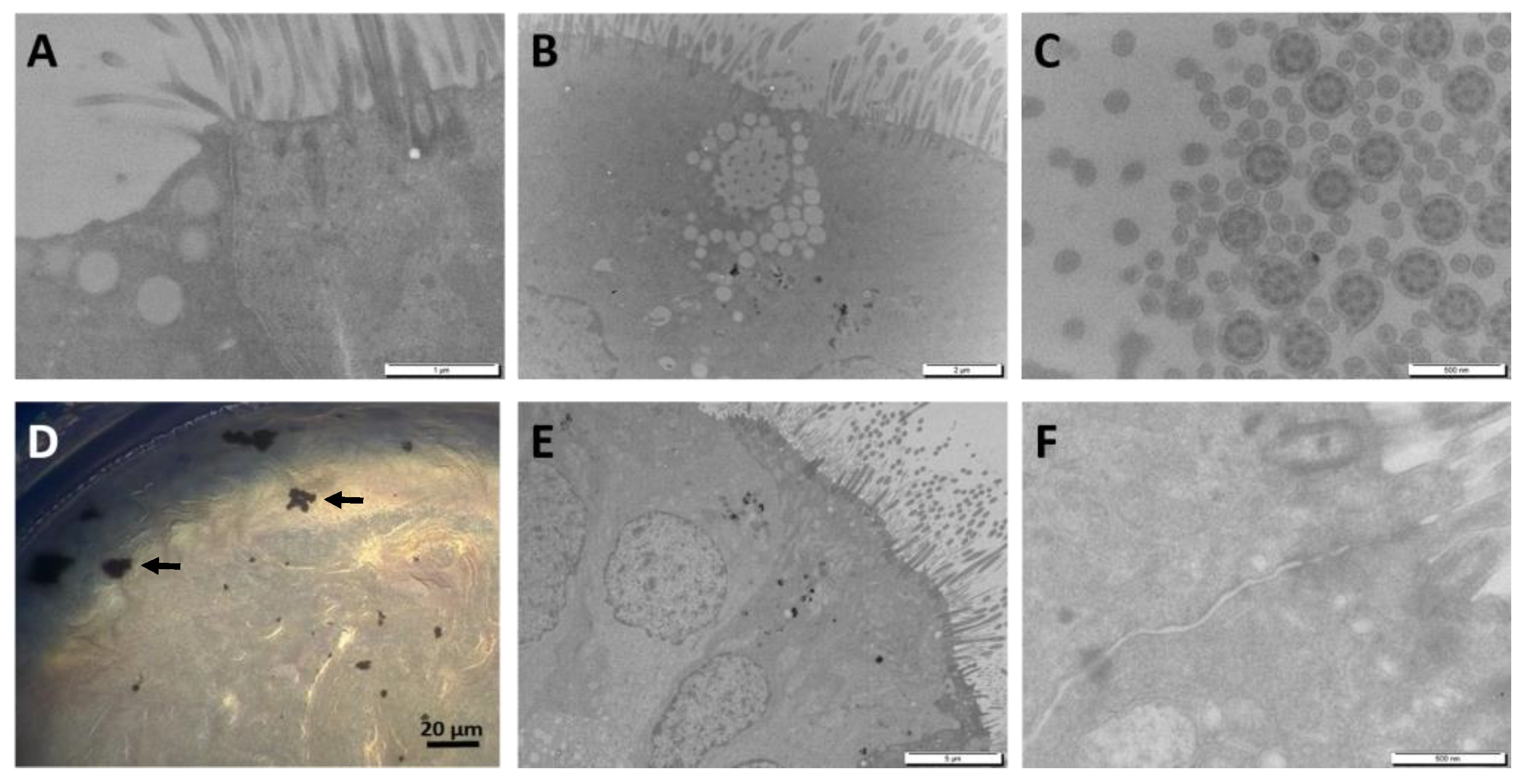 Nanomaterials 09 01374 g003