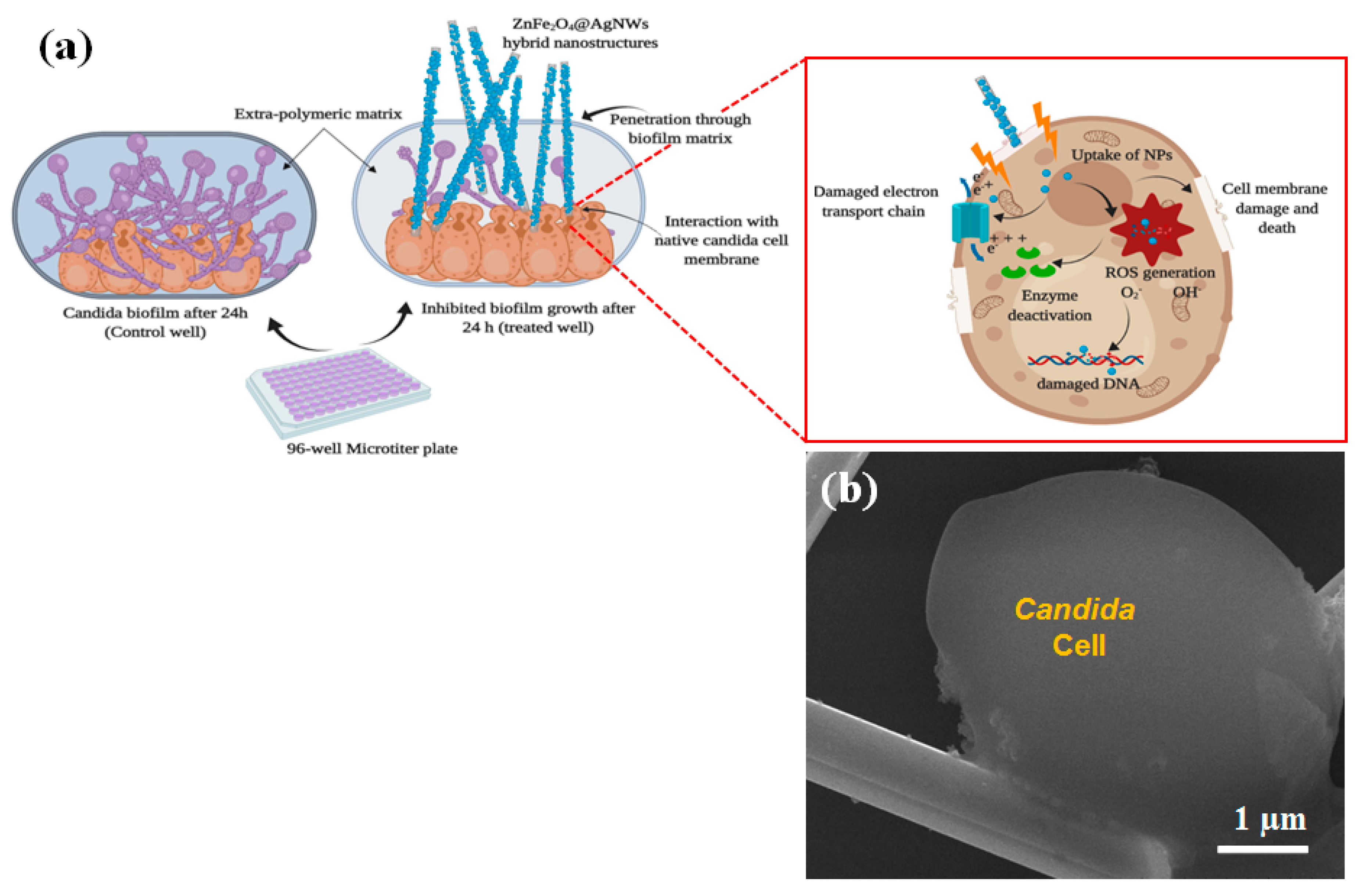 Nanomaterials 09 01431 g007