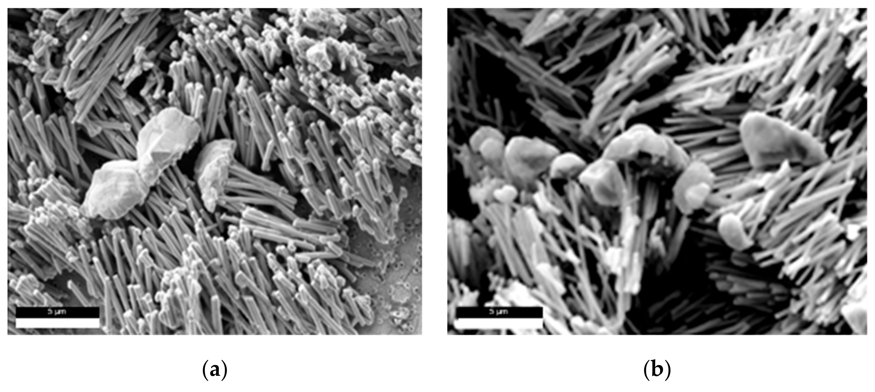 Nanomaterials 09 01446 g005