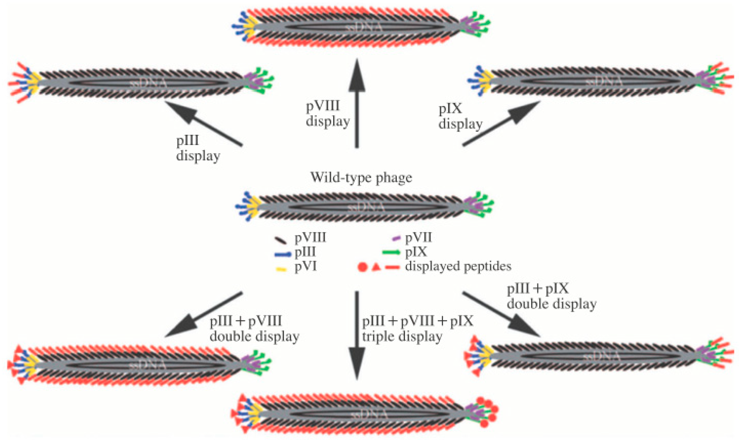 Nanomaterials 09 01448 g001