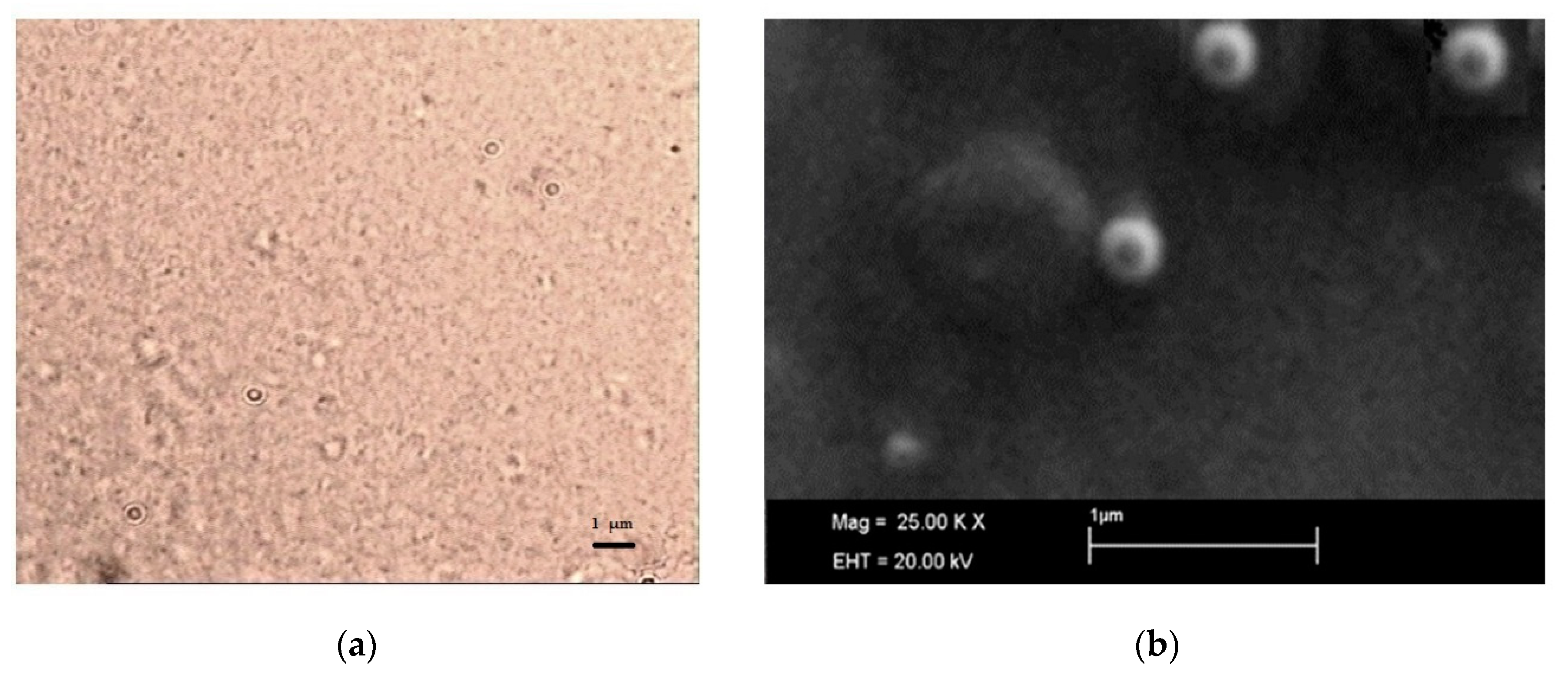 Nanomaterials 09 01461 g004