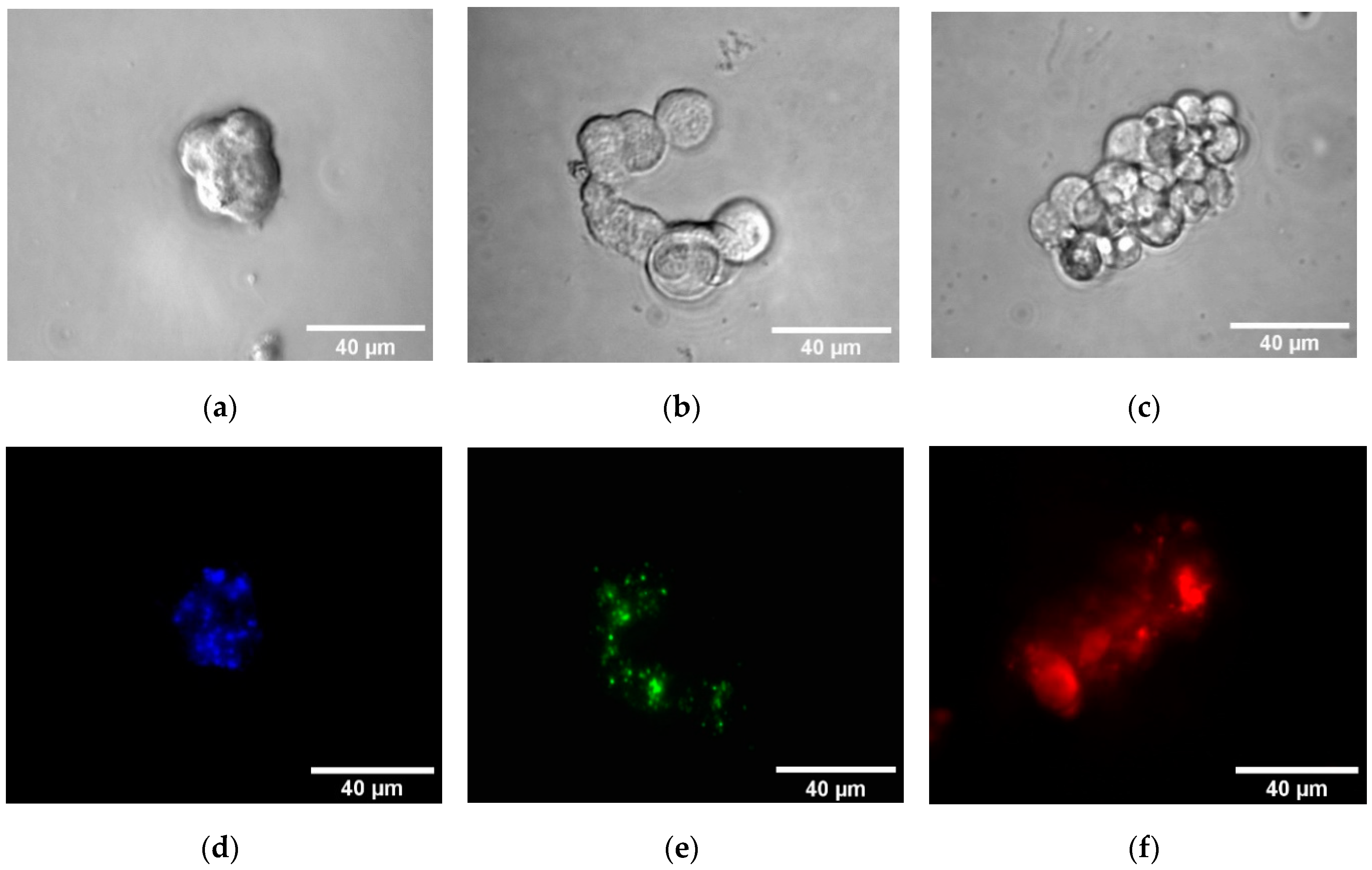 Nanomaterials 09 01485 g010