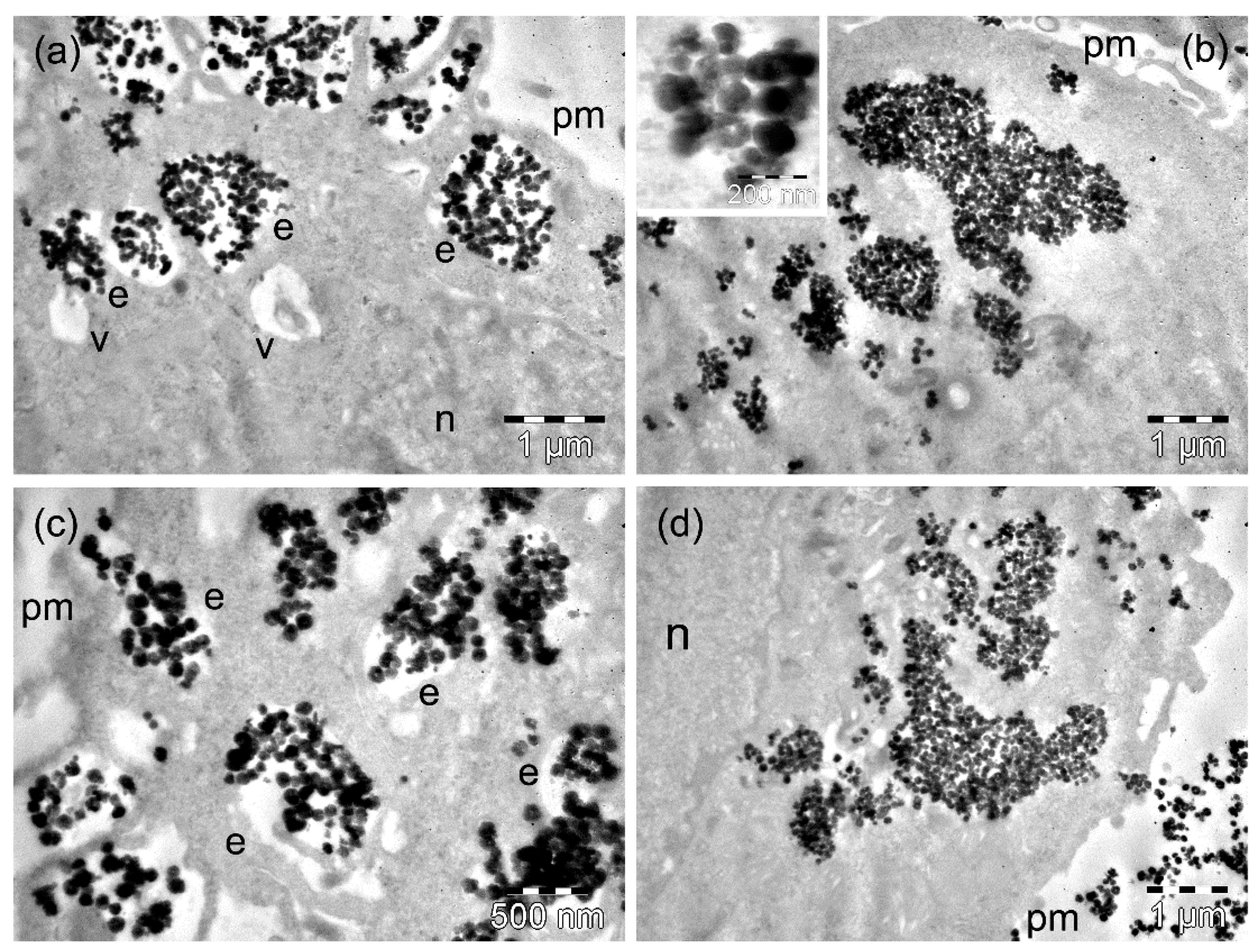 Nanomaterials 09 01489 g005 Nanomaterials 09 01489 g005