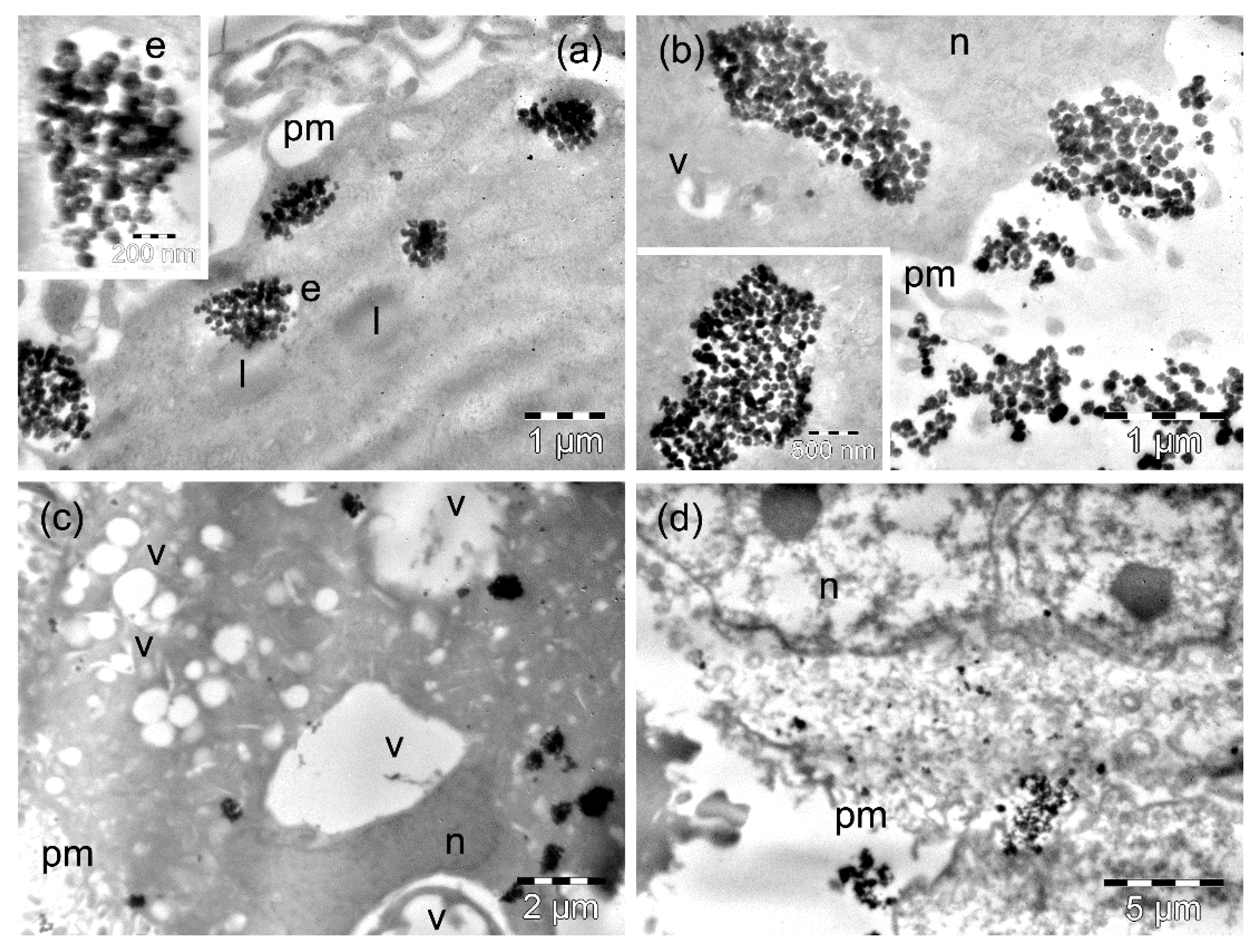 Nanomaterials 09 01489 g006 Nanomaterials 09 01489 g006