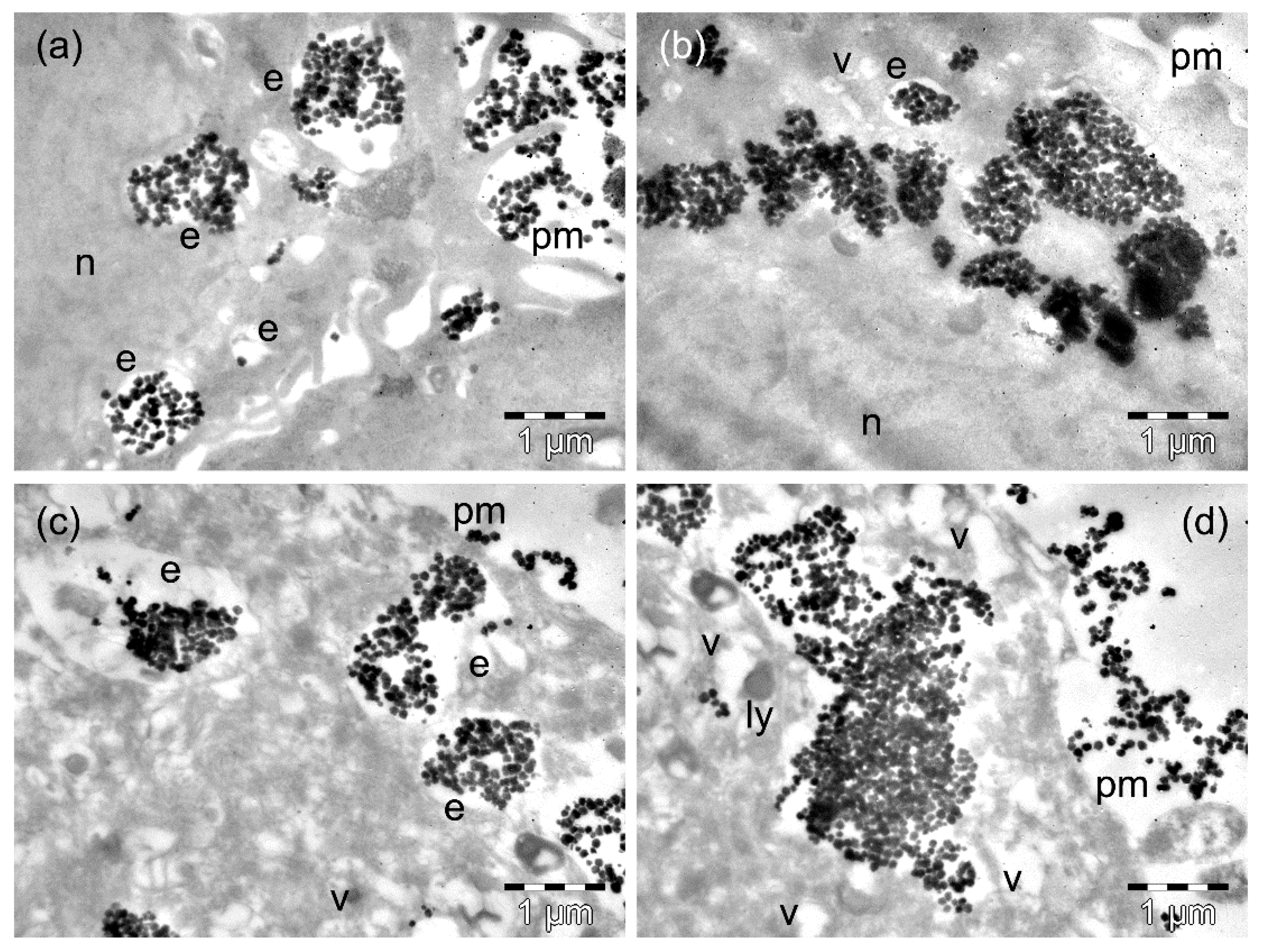 Nanomaterials 09 01489 g007 Nanomaterials 09 01489 g007