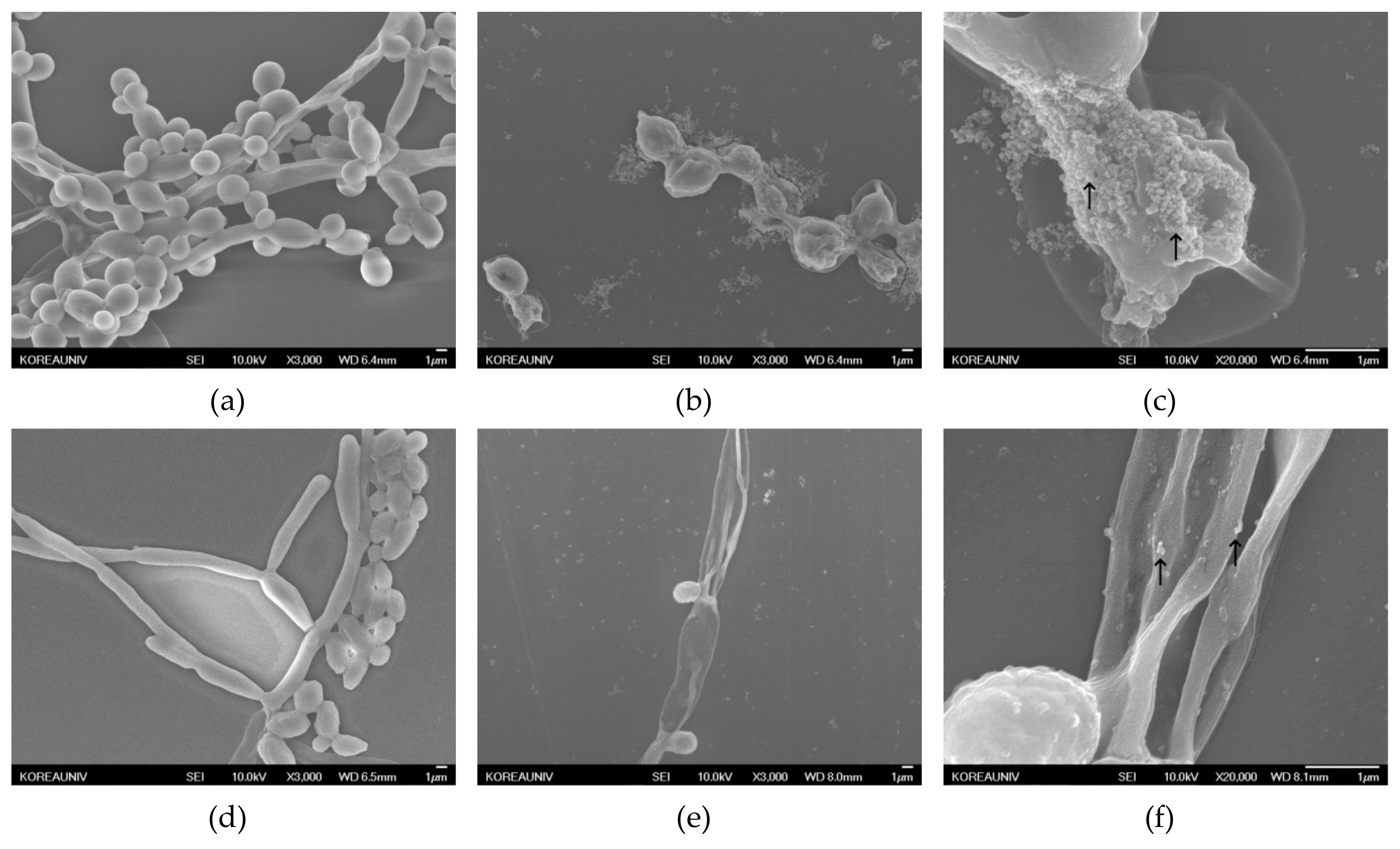 Nanomaterials 09 01512 g007a