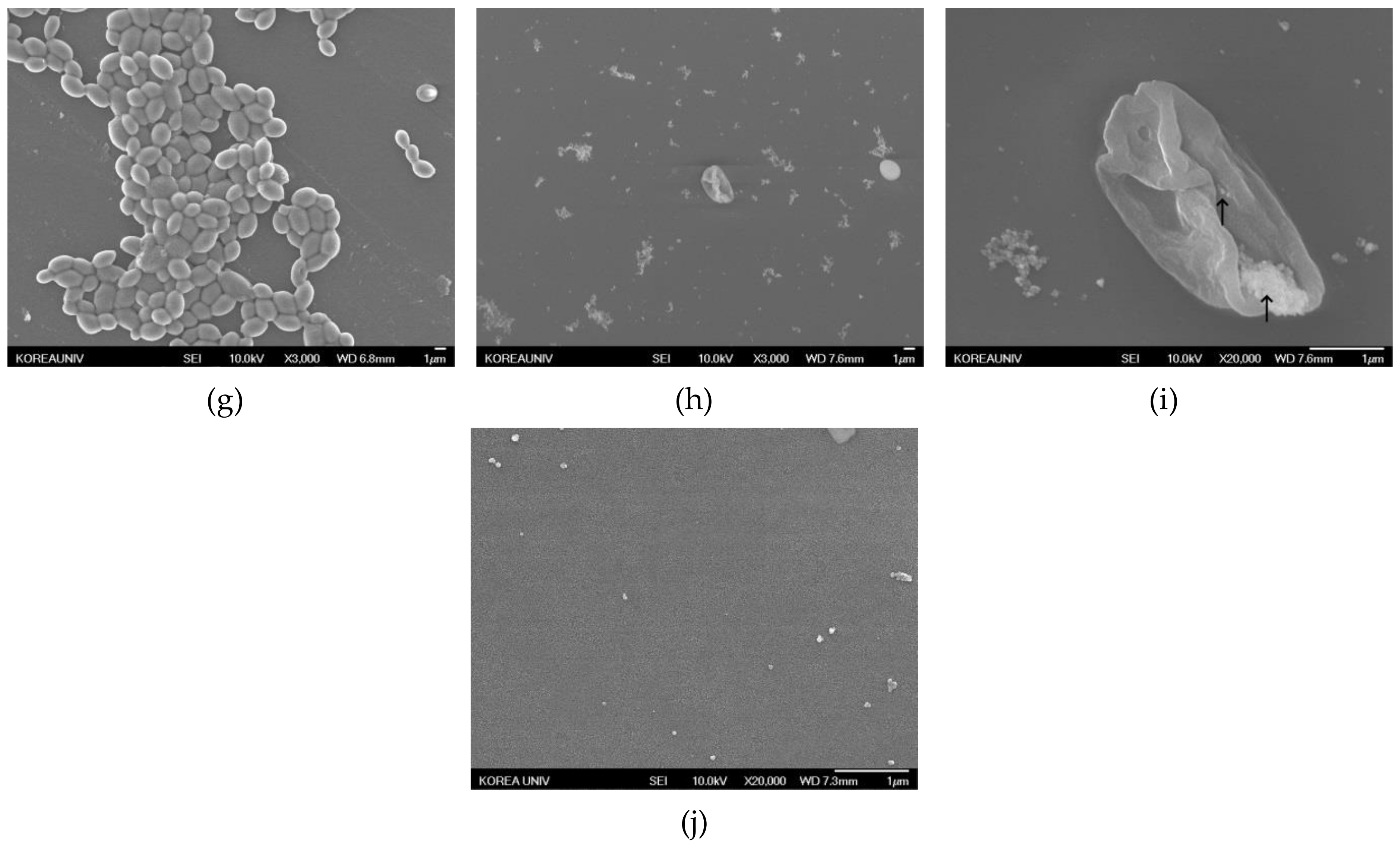 Nanomaterials 09 01512 g007b