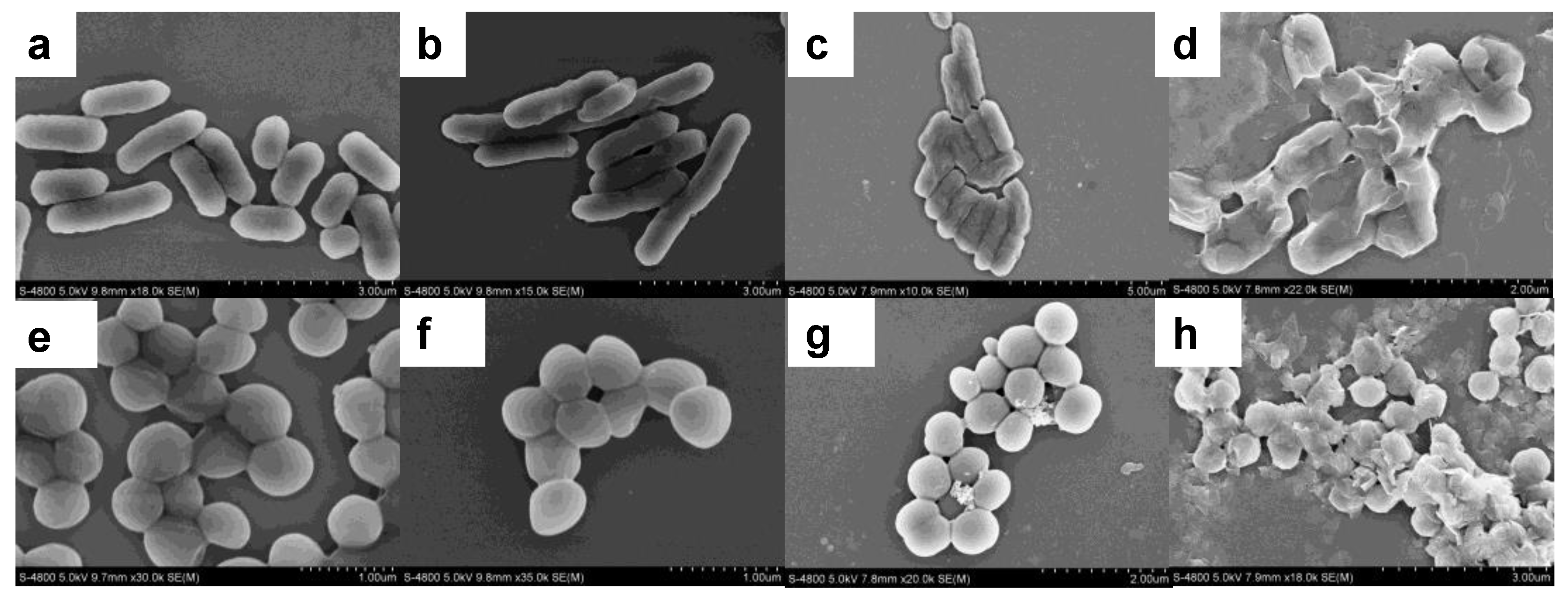 Nanomaterials 09 01579 g008