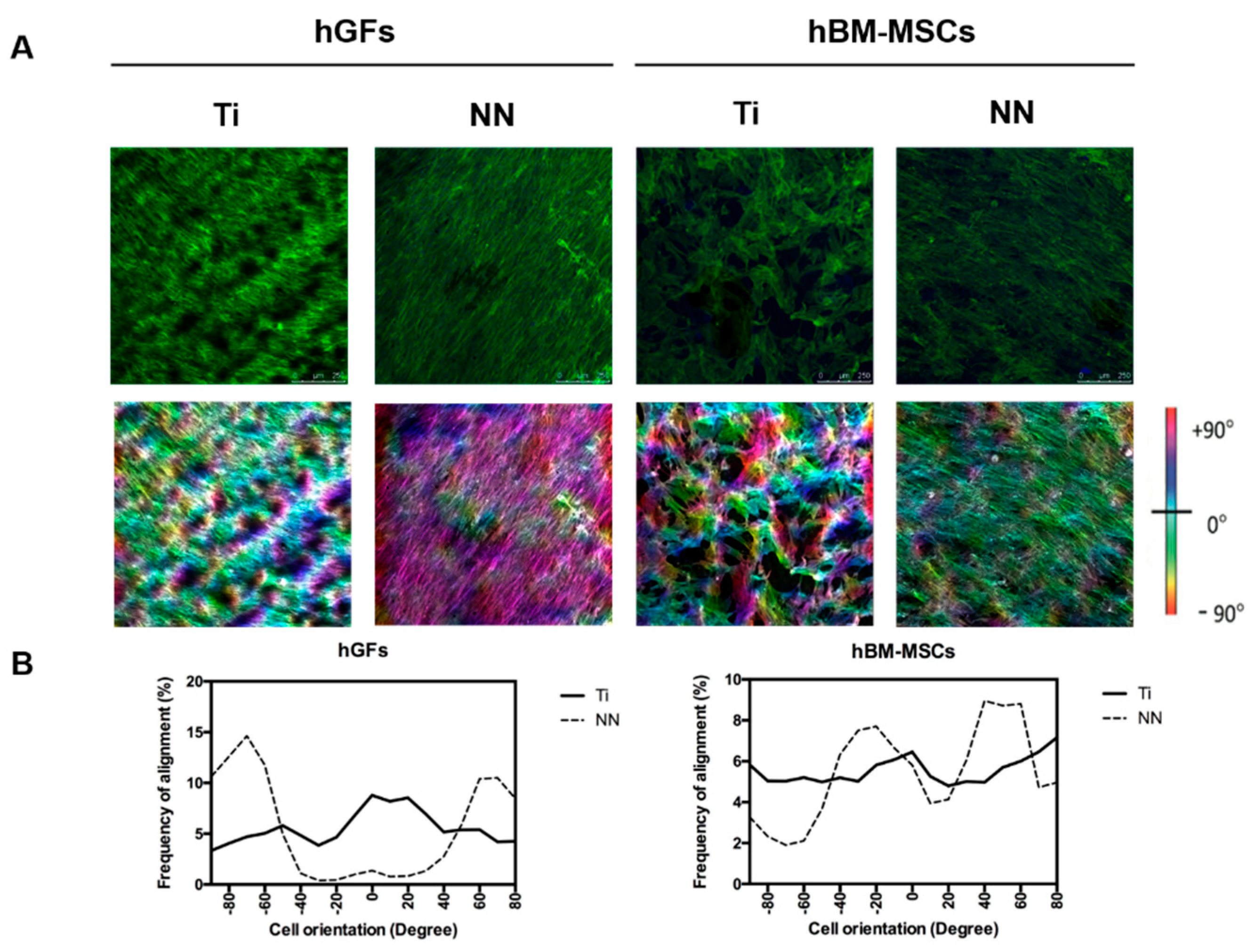 Nanomaterials Free Full Text Oriented Cell Alignment Induced