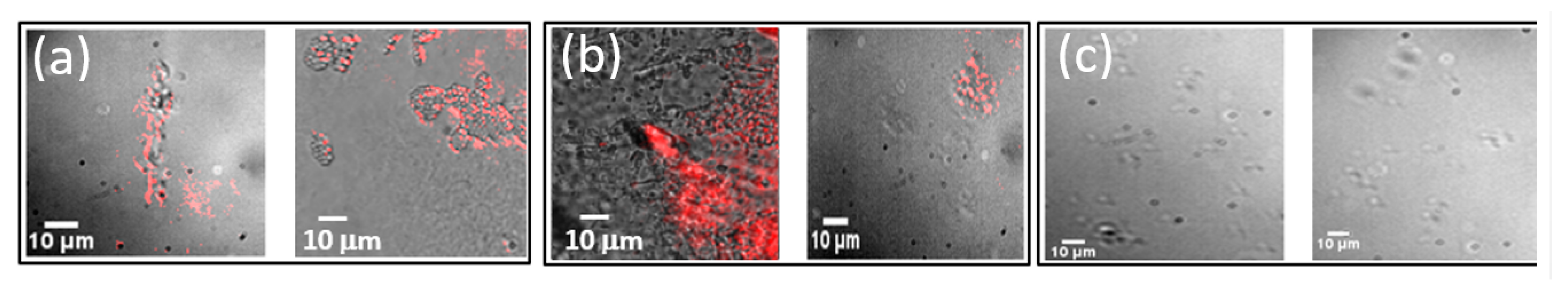 Nanomaterials 09 01685 g006