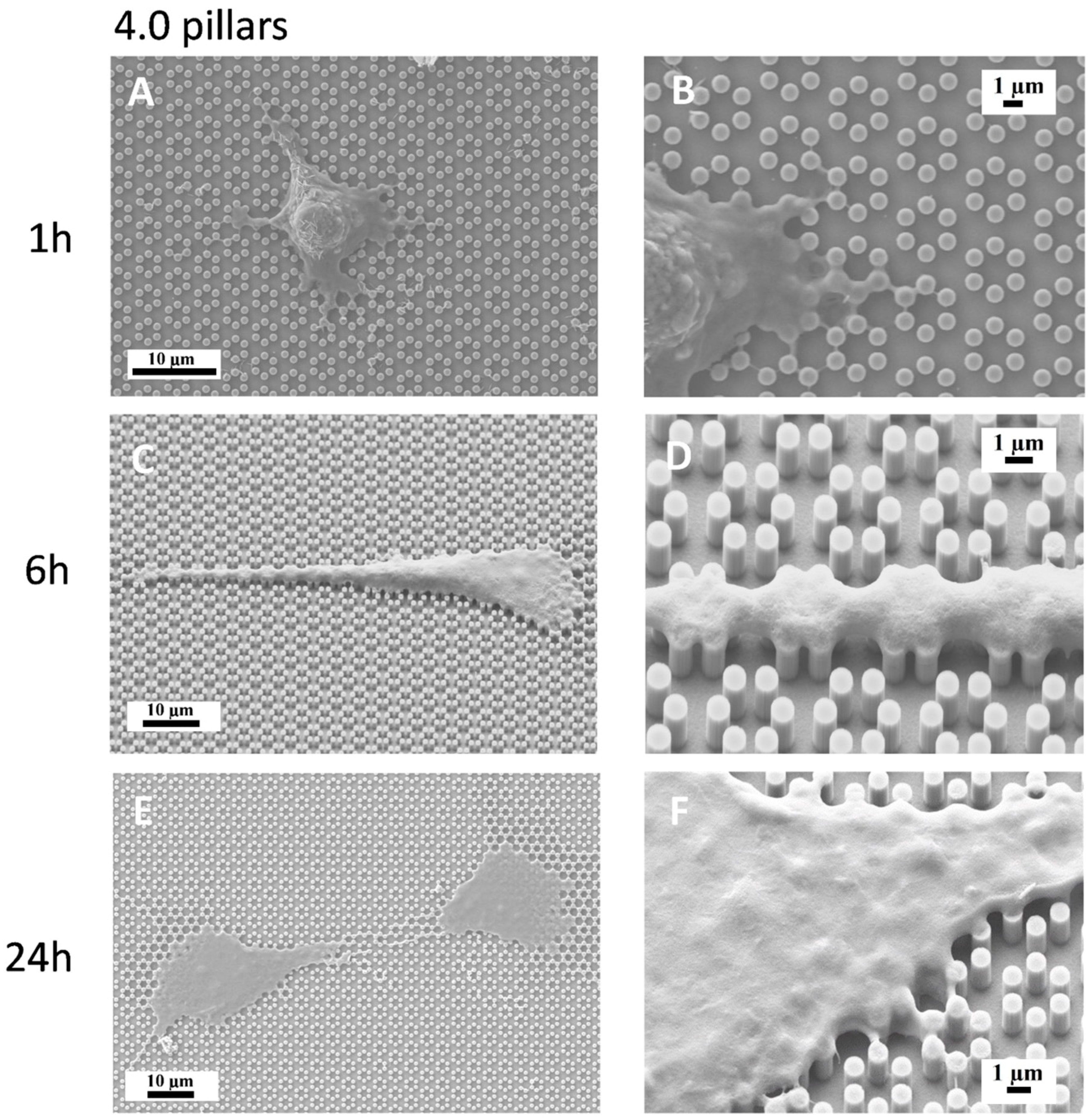 Nanomaterials 09 01701 g004 Nanomaterials 09 01701 g004