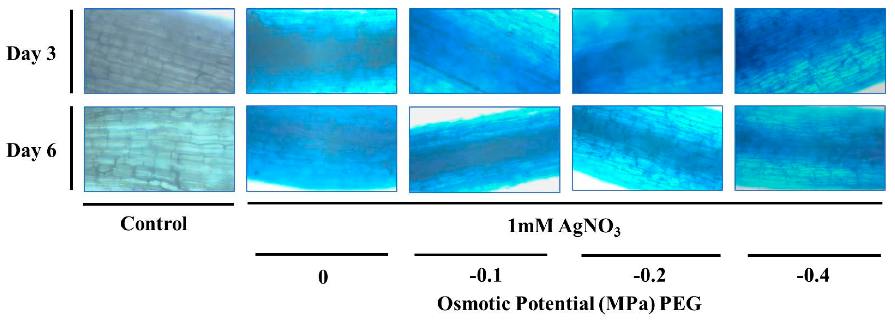 Nanomaterials 09 01716 g003 Nanomaterials 09 01716 g003