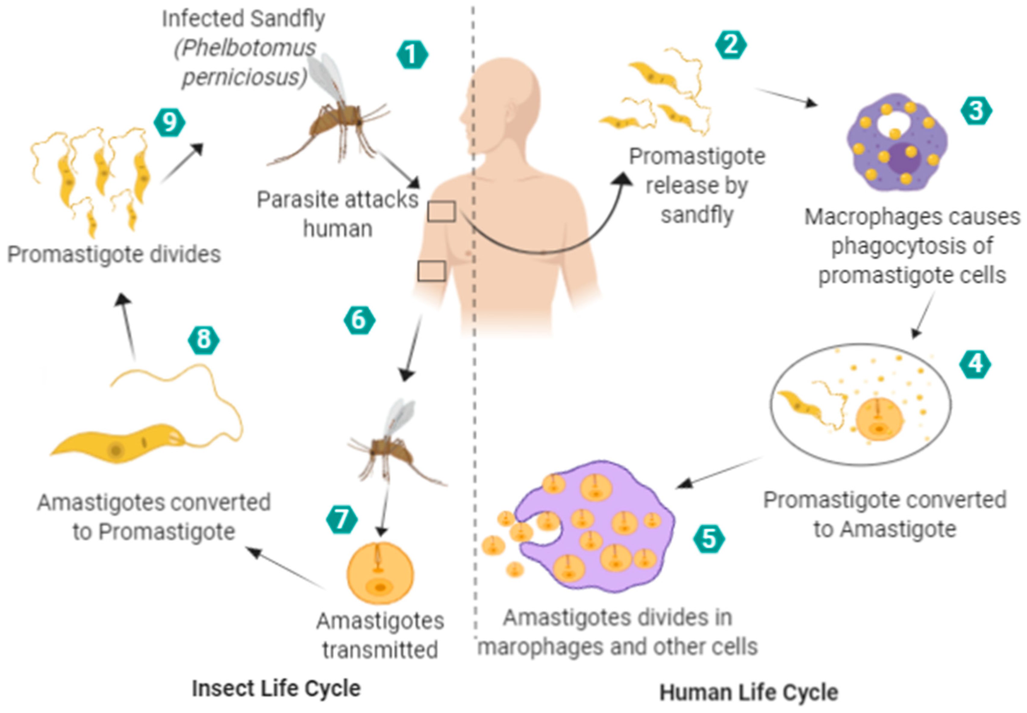 Nanomaterials 09 01749 g001 Nanomaterials 09 01749 g001