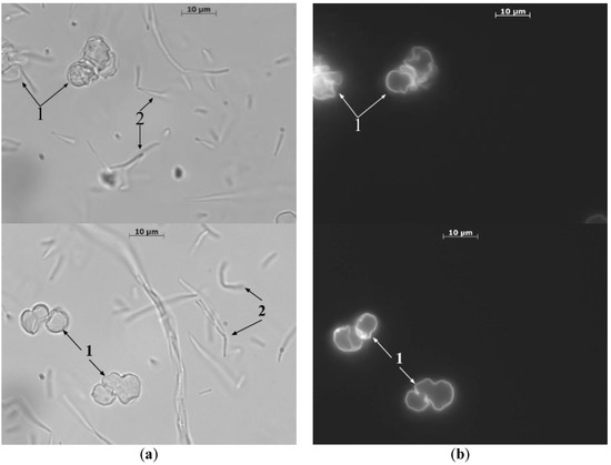 Decapsulation of Dextran by Destruction of Polyelectrolyte Microcapsule ...