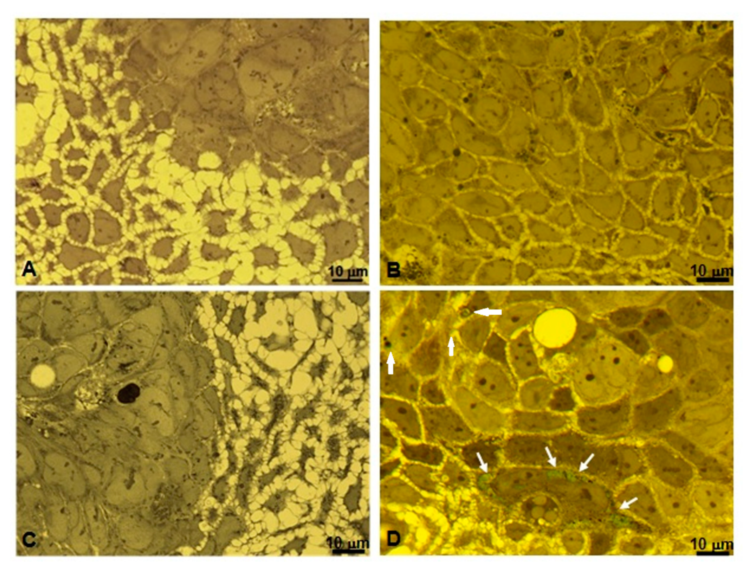 Nanomaterials 10 00133 g006