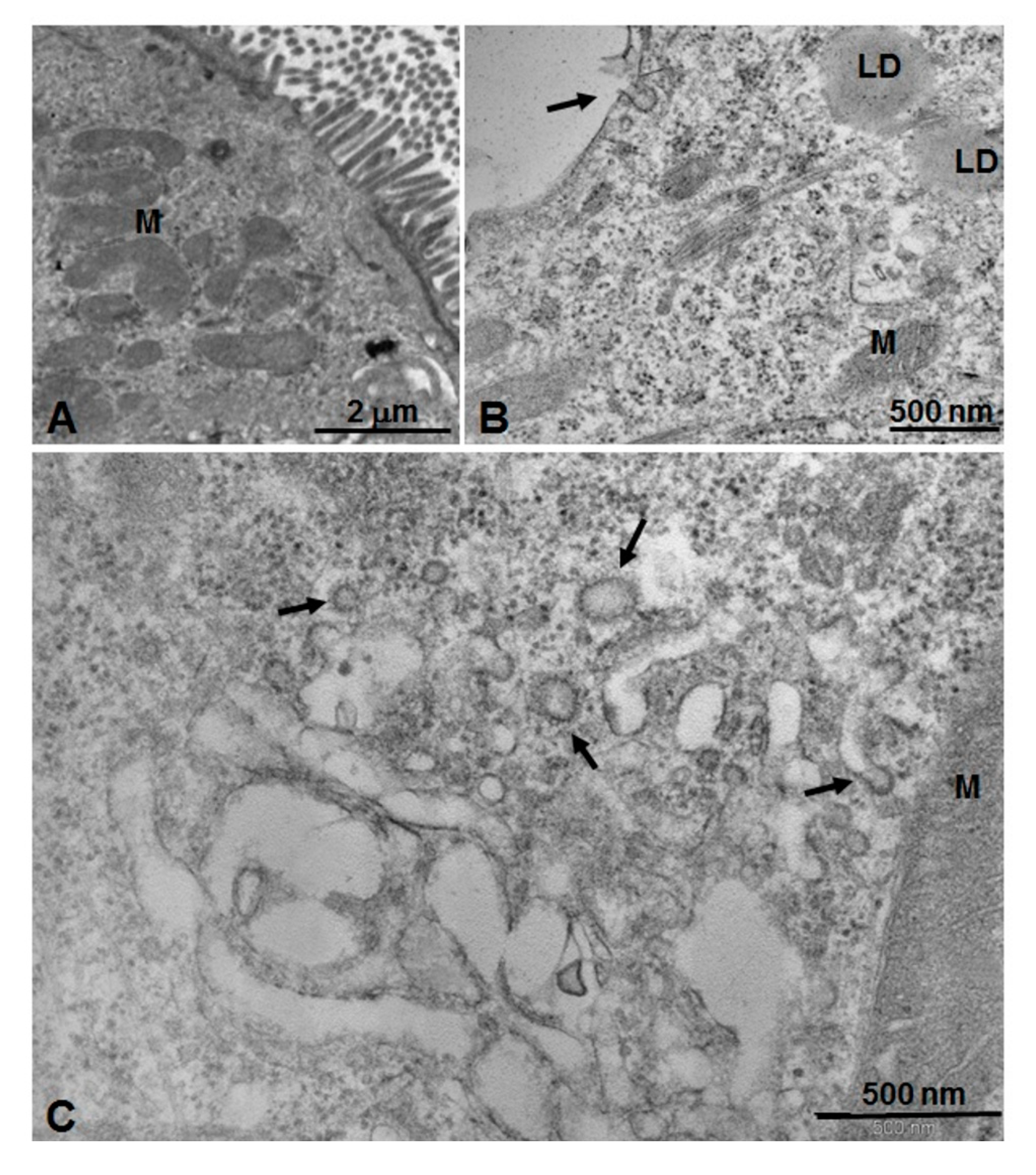 Nanomaterials 10 00133 g007