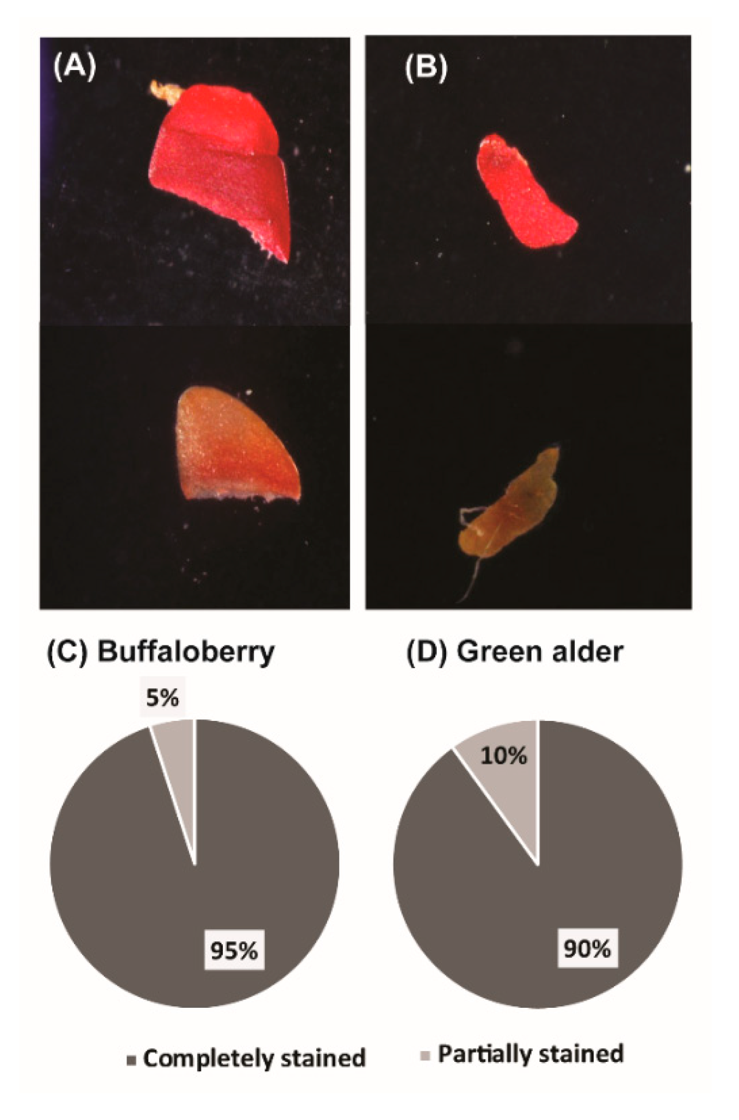 Frontiers  Cover Crops and Mechanical Scarification in the Yield and  Industrial Quality of Upland Rice