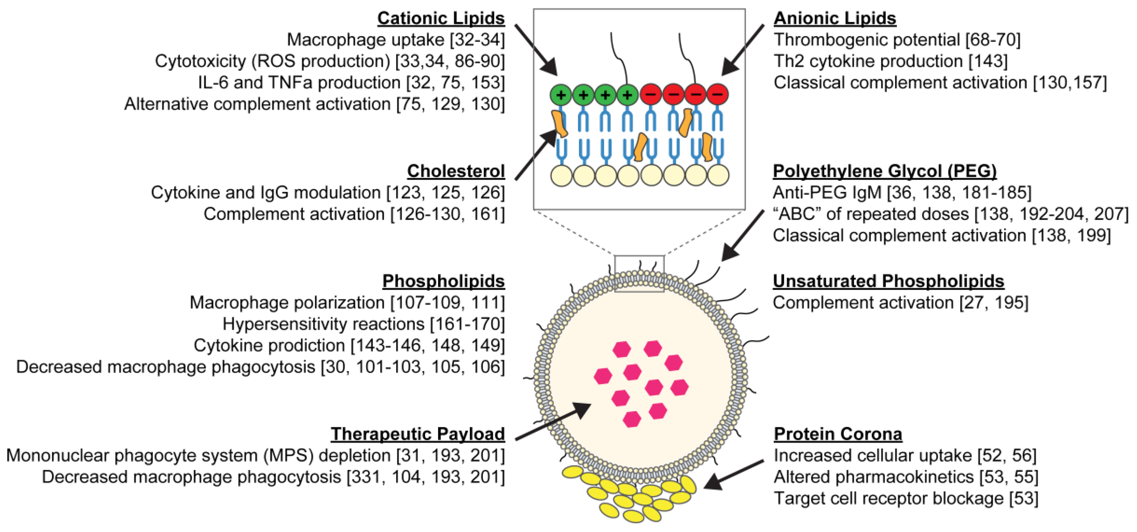 Nanomaterials Free Full Text Immunological And Toxicological Considerations For The Design Of Liposomes Html Nanomaterials Free Full Text Immunological And Toxicological Considerations For The Design Of Liposomes Html