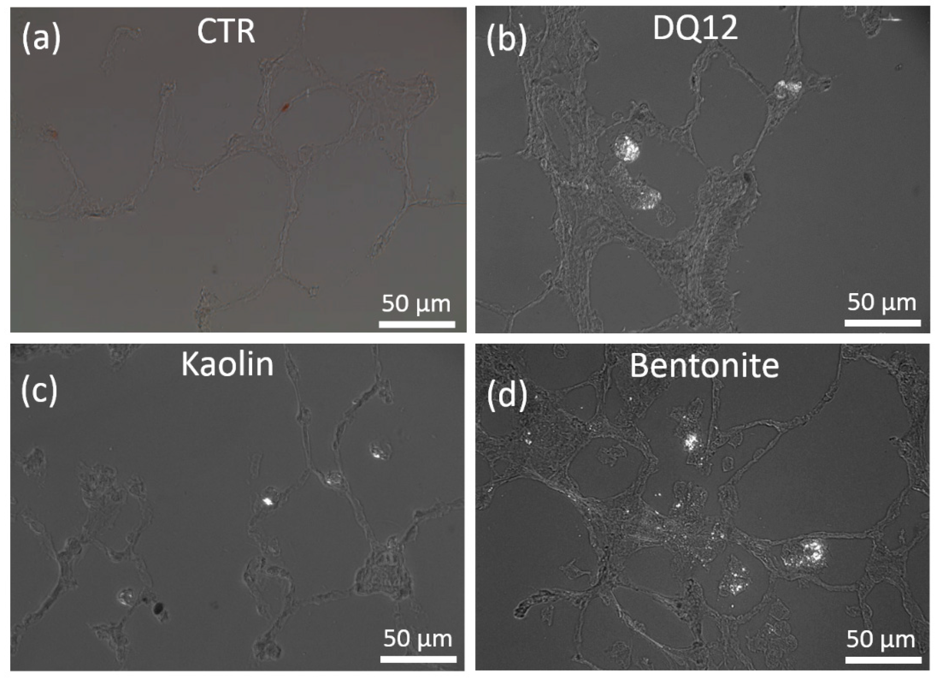 Nanomaterials 10 00204 g005 Nanomaterials 10 00204 g005